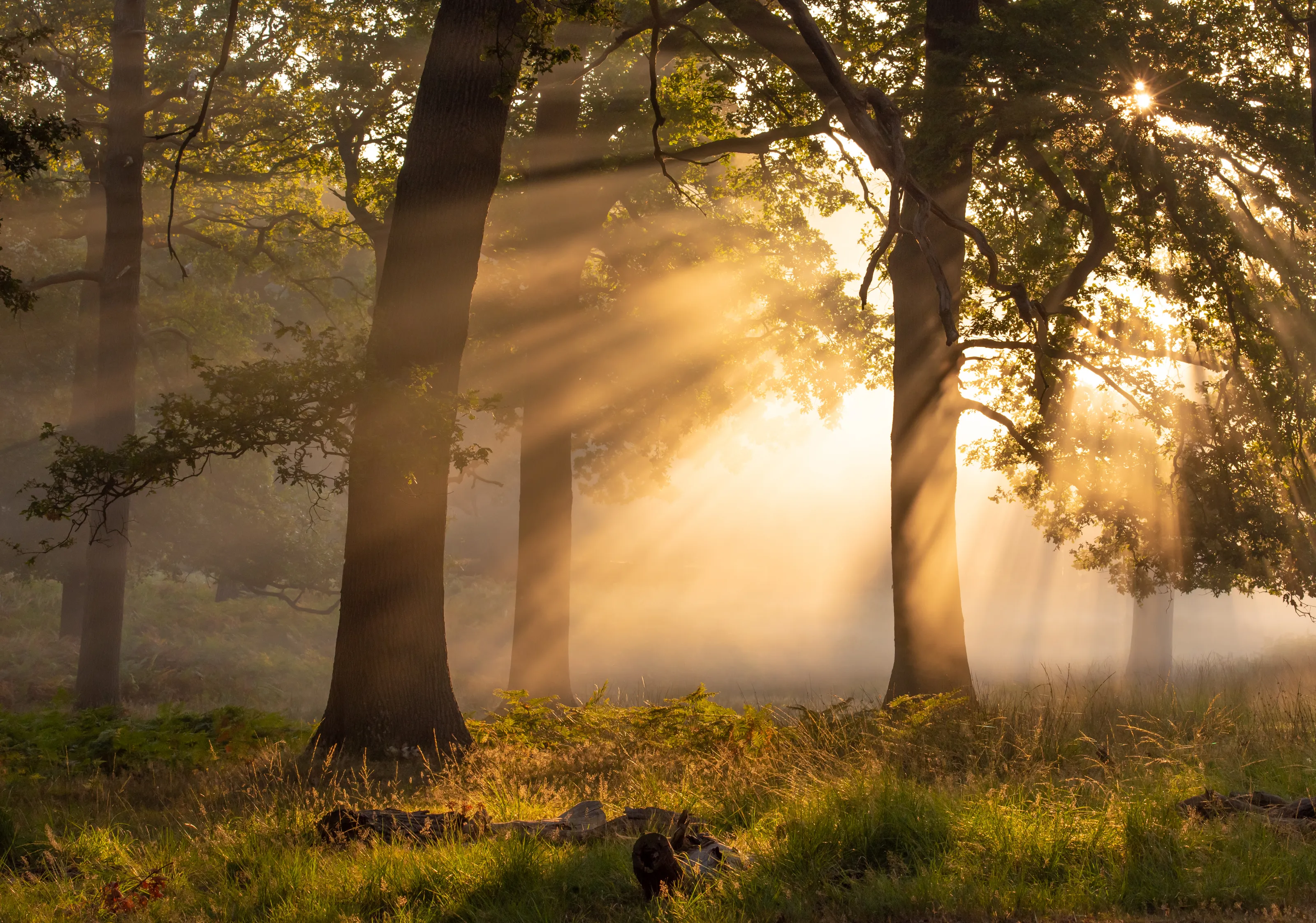 Rays of Sun Piercing Through Clouds, Mist or Smoke