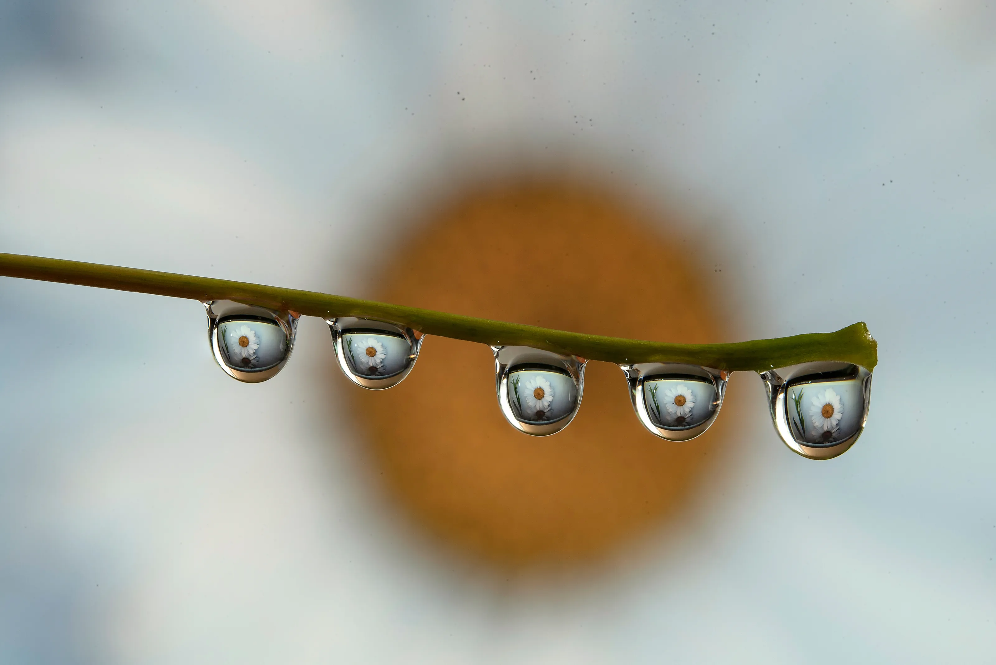 Water Droplets