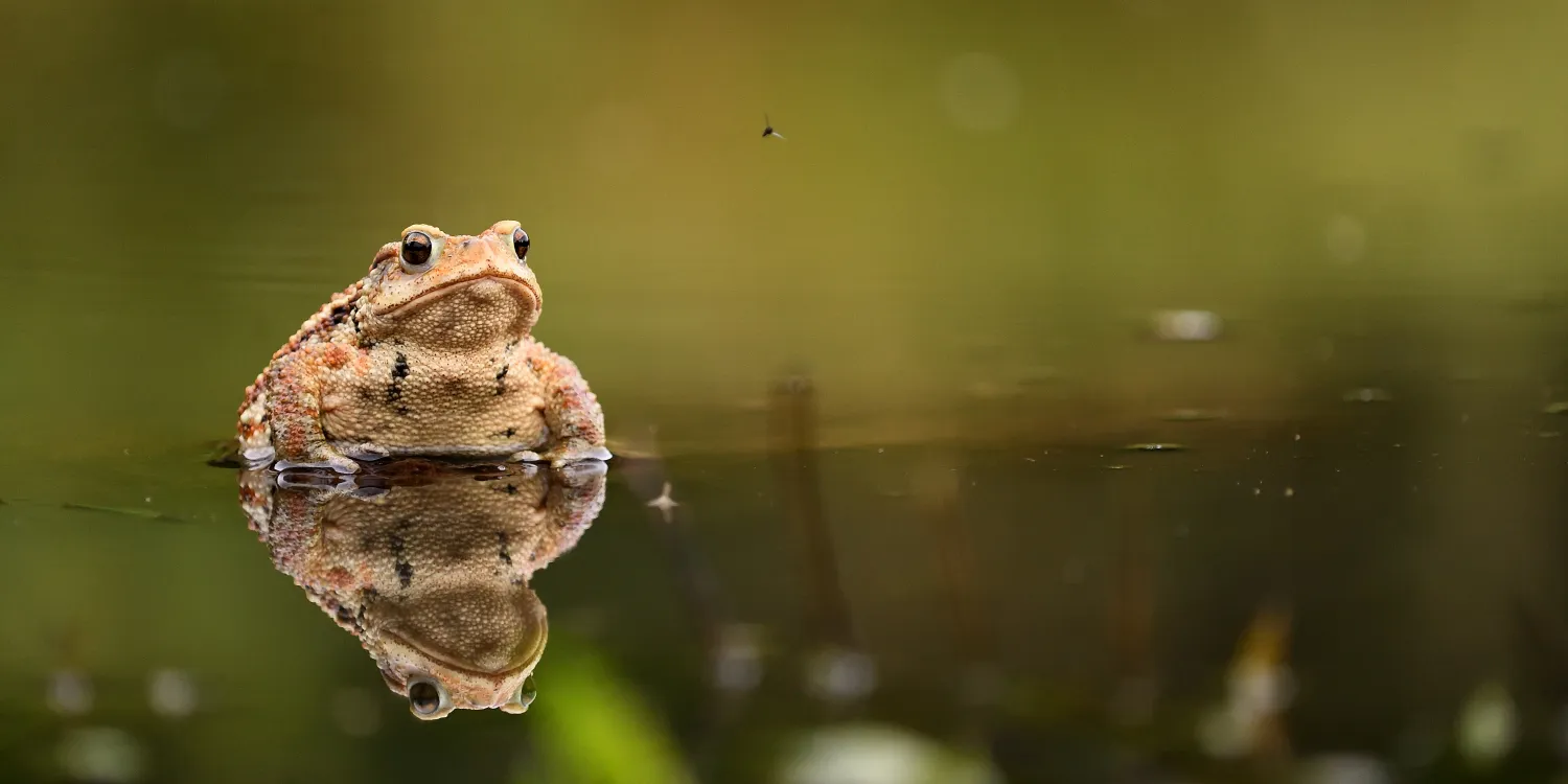 Frogs and Toads