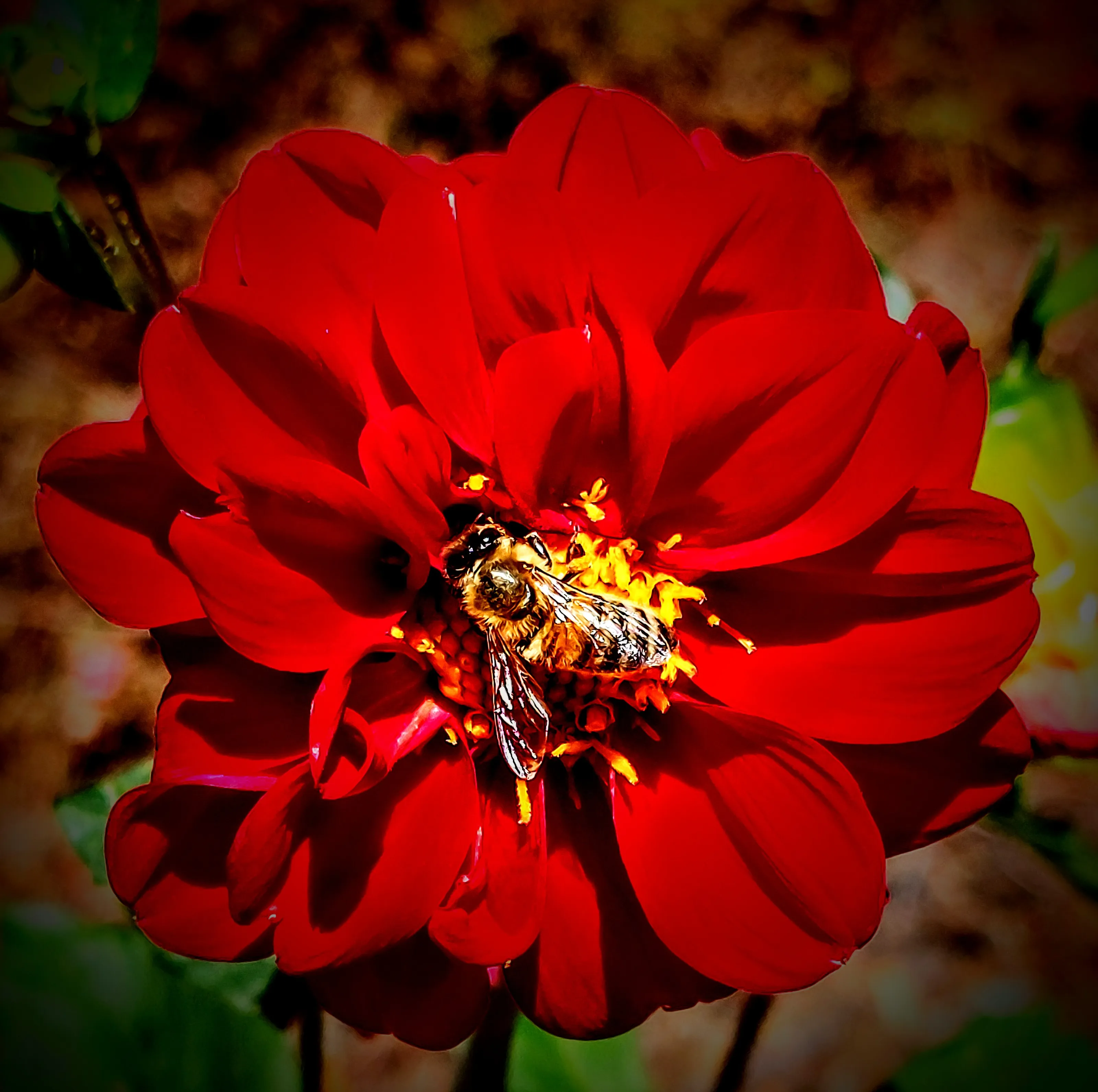 Flowers with Bees (in colour)