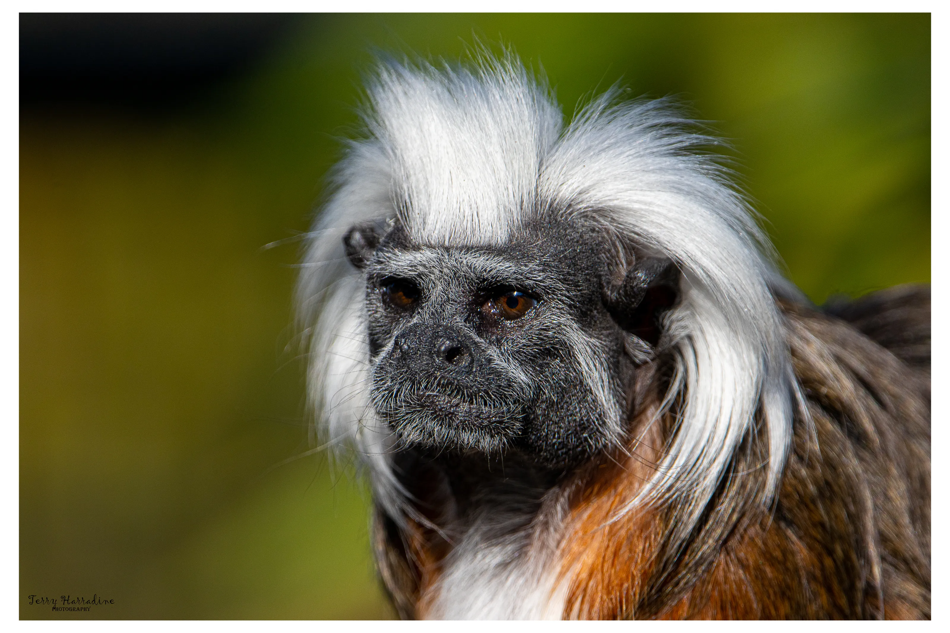 Monkeys