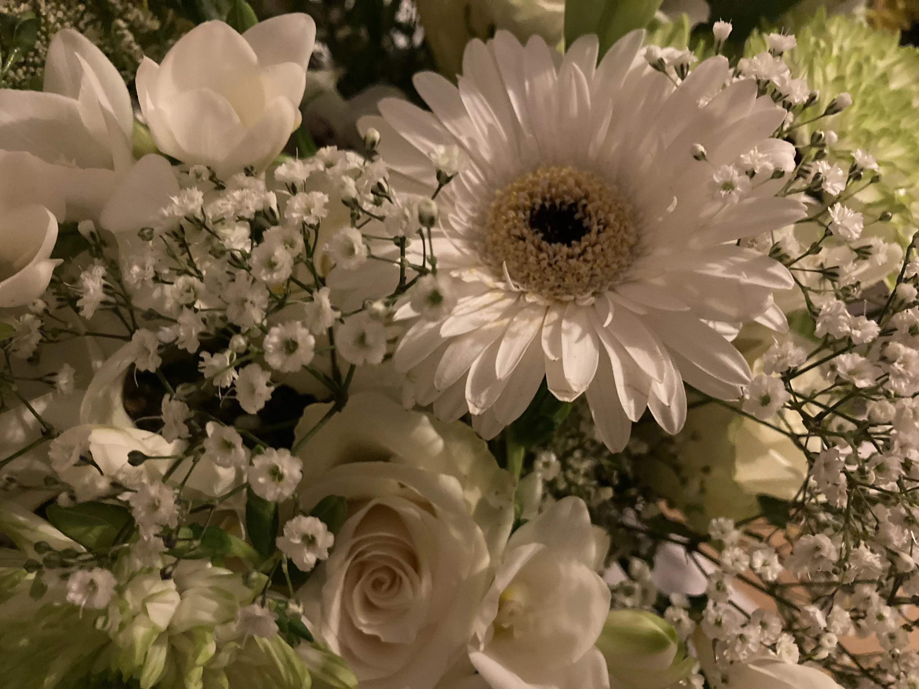 Flowers in Macro and Close-Up (in colour)