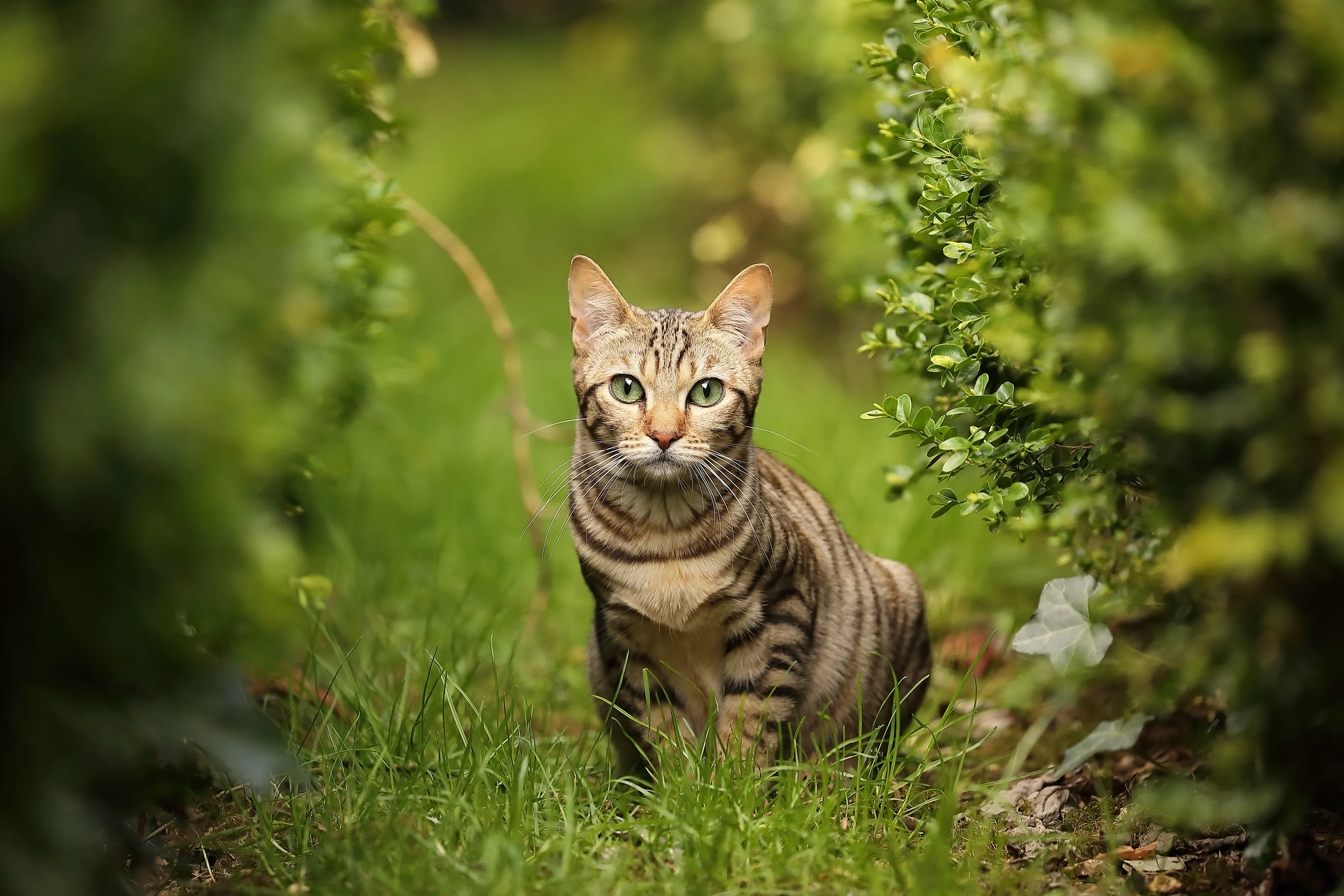 Domestic Cats Outdoors (in colour)