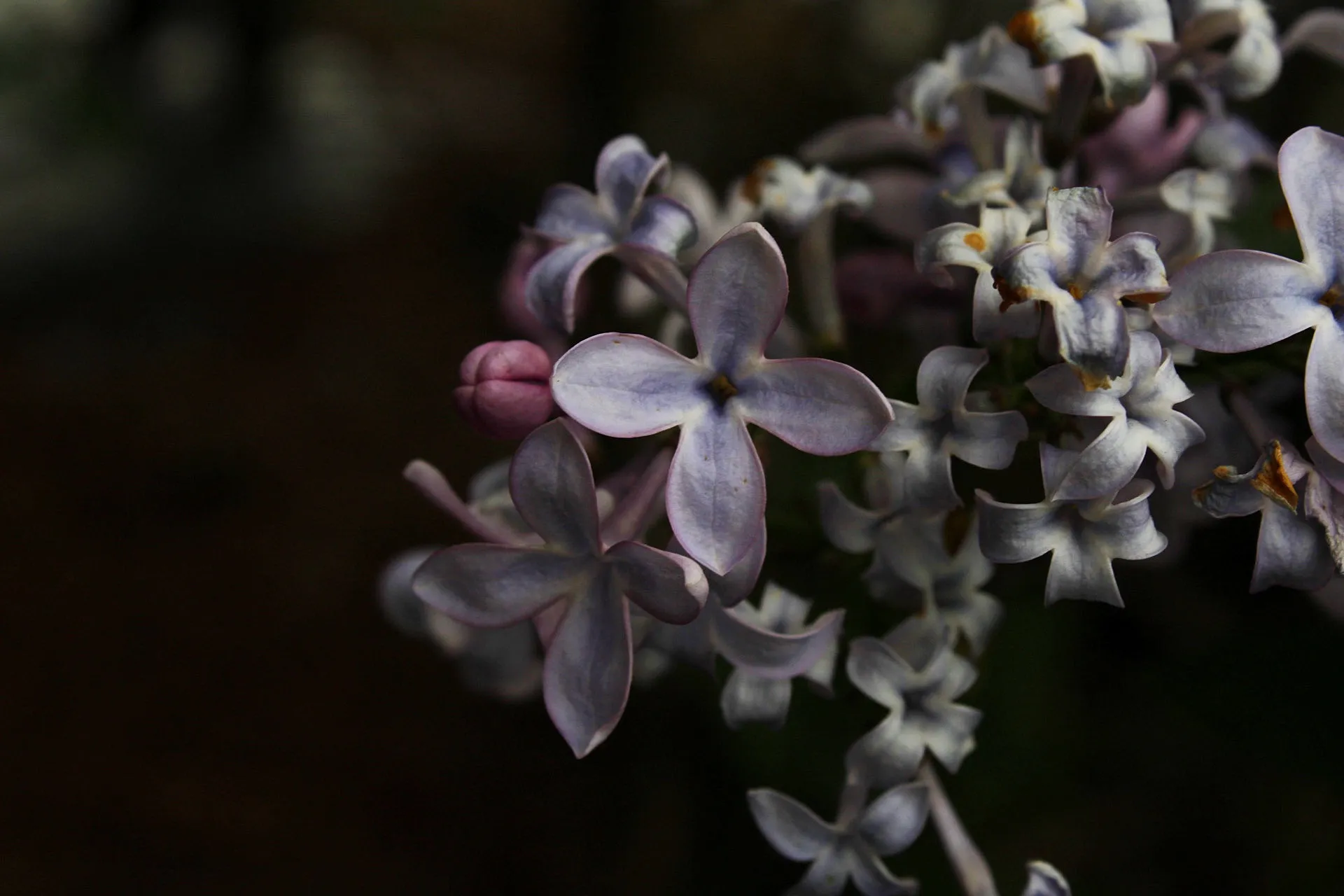 Springtime Flowers