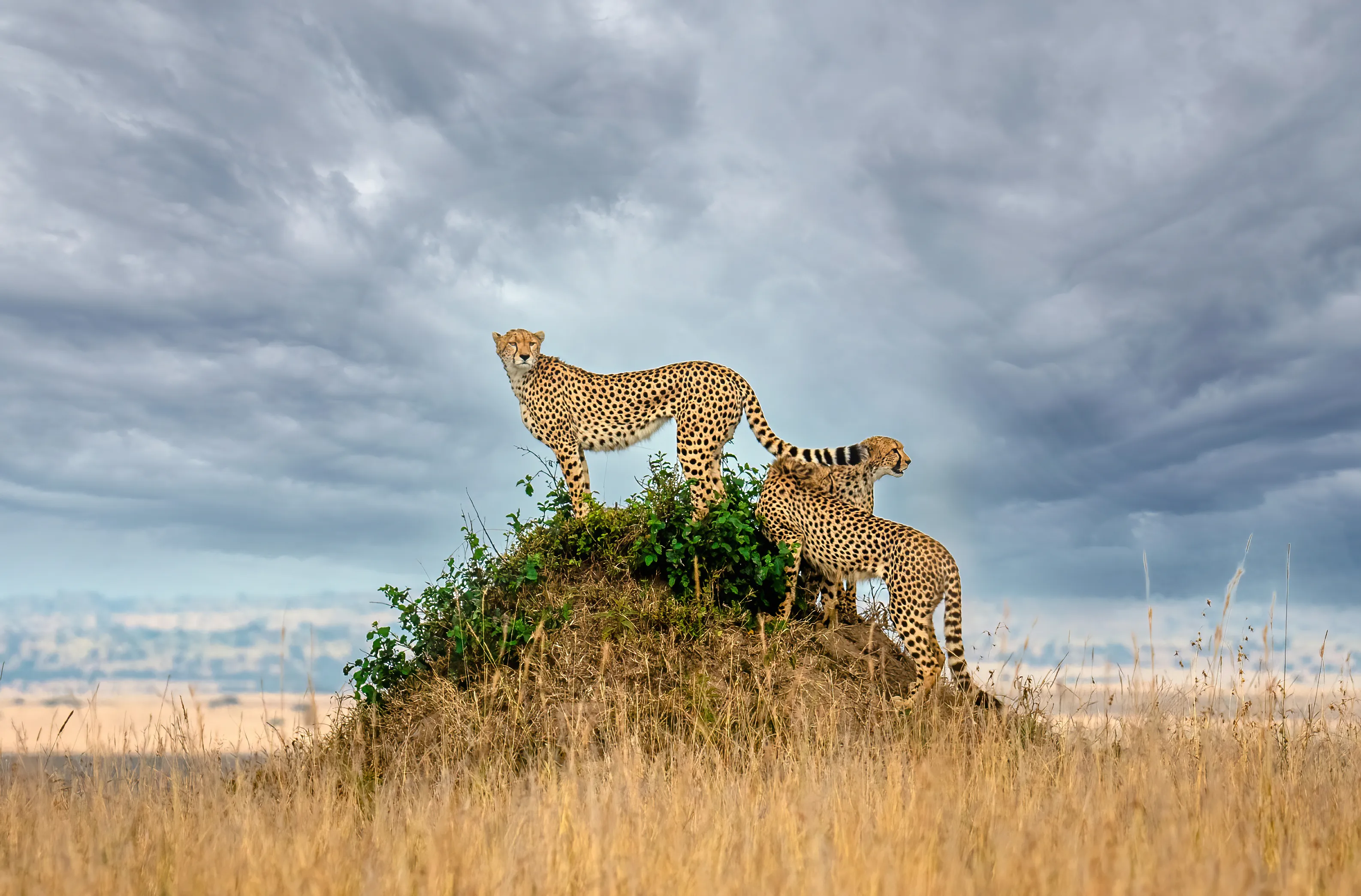 Cheetahs (in colour)