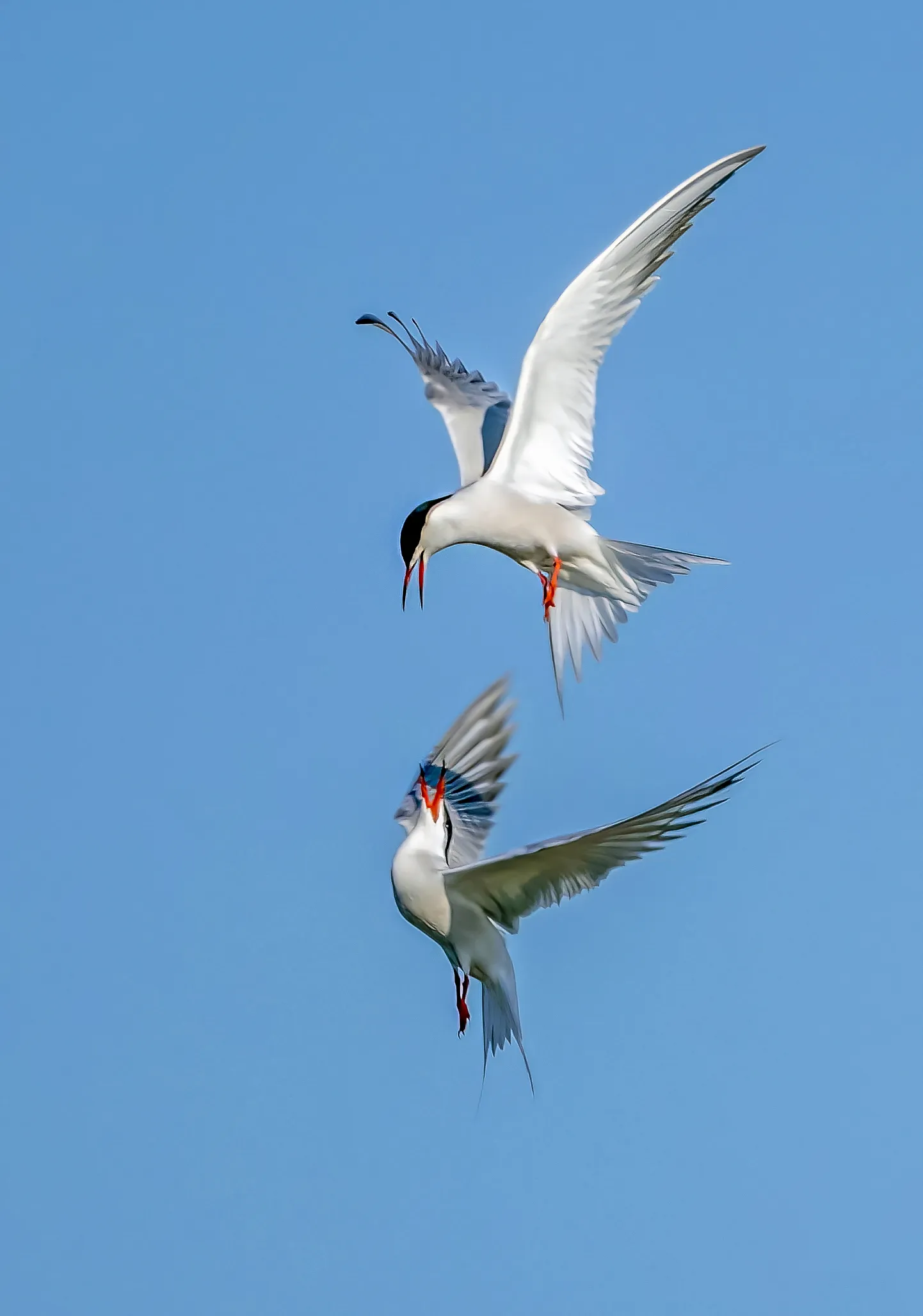Terns in Flight