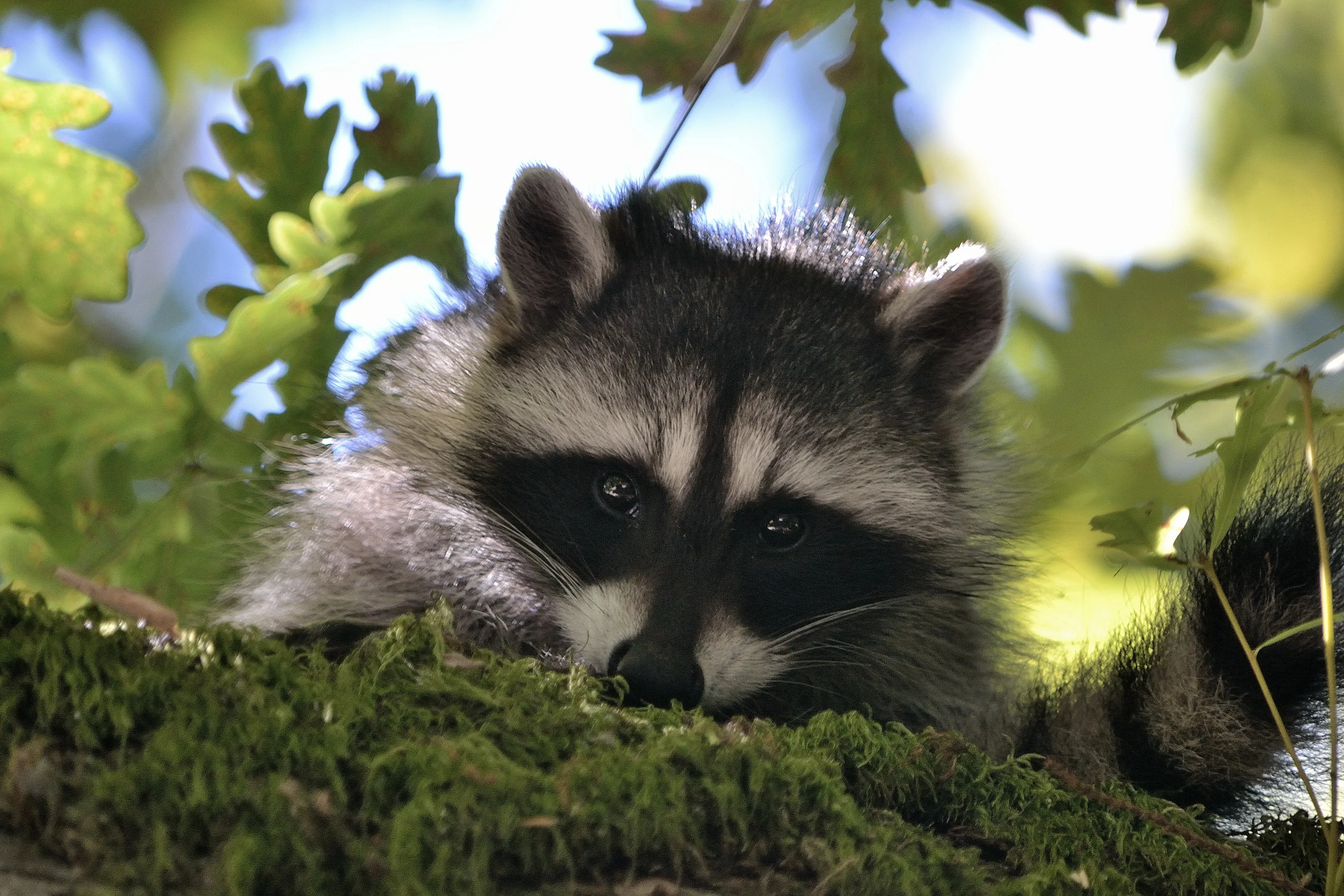 Raccoons (in colour)