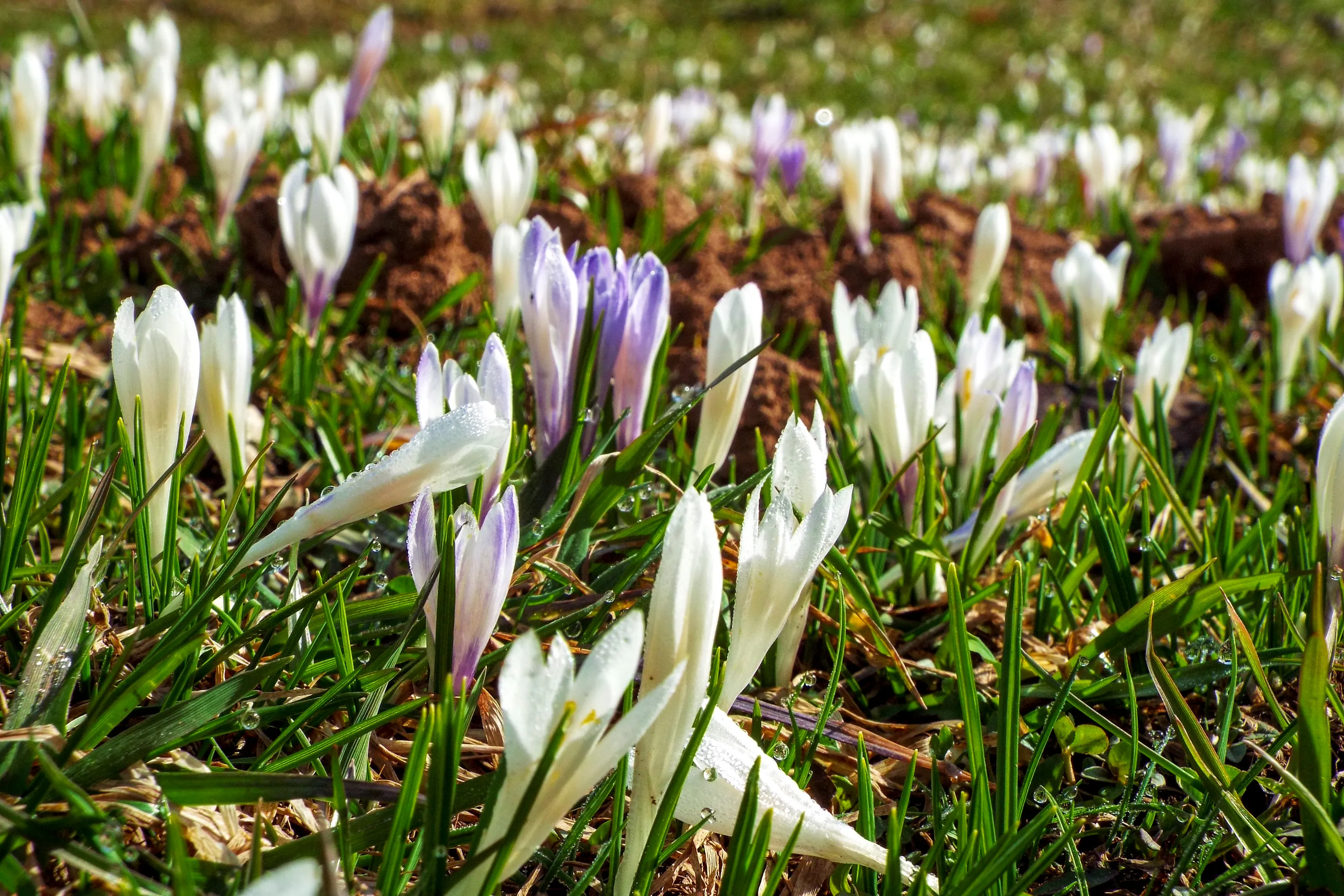 Flowering Meadows (in colour)