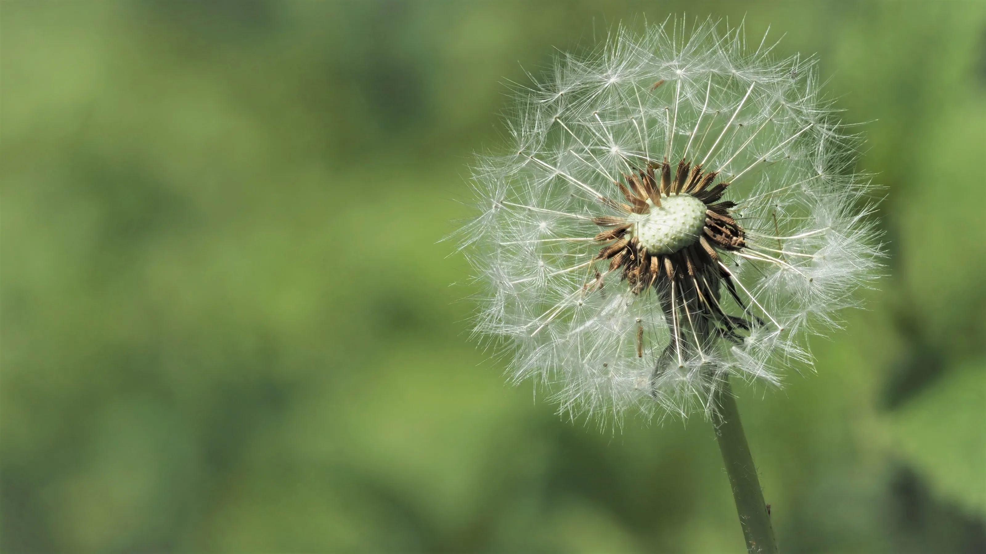 Dandelion Seeds and Dandelion Seed Heads