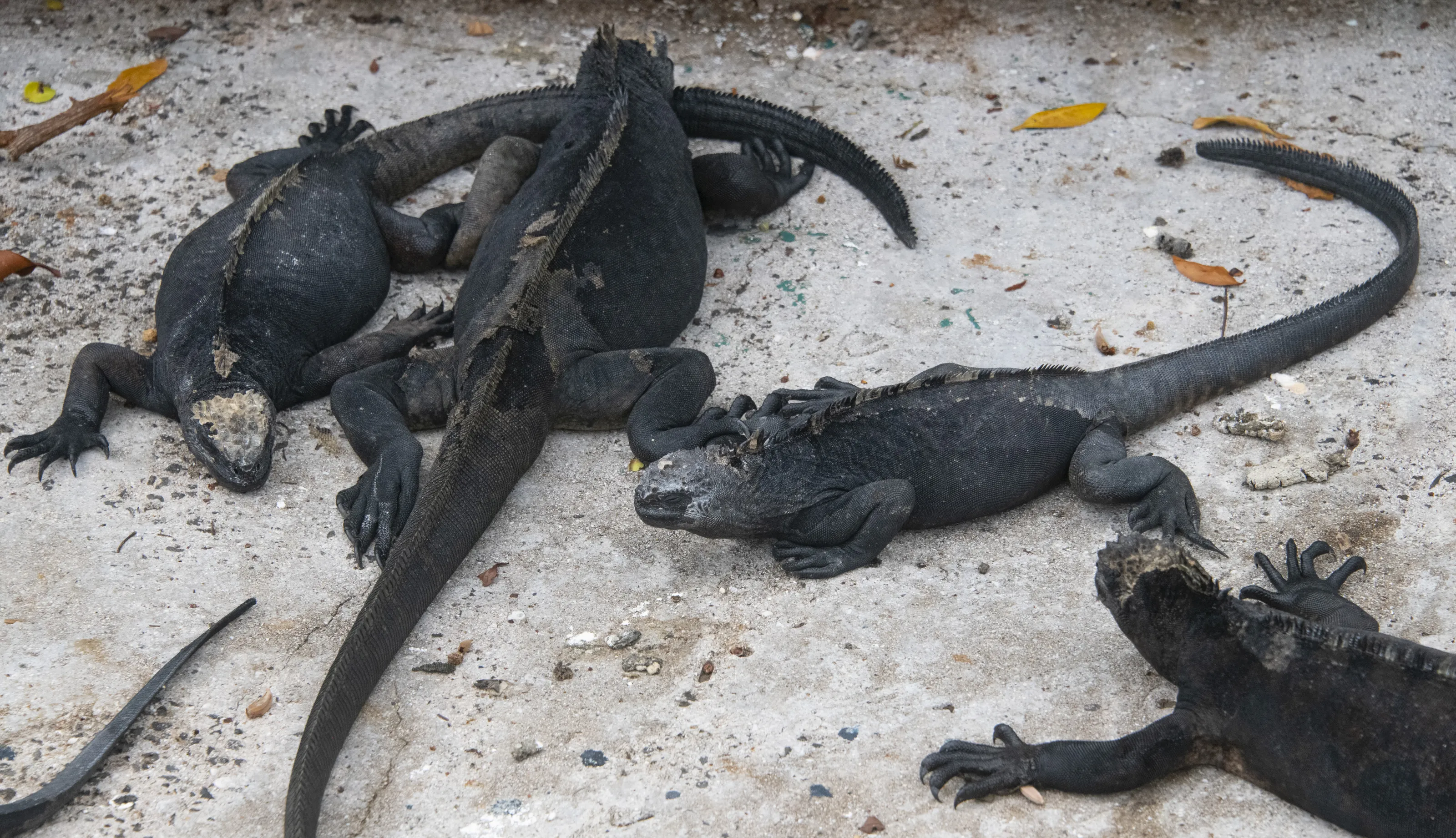 The Galapagos Islands