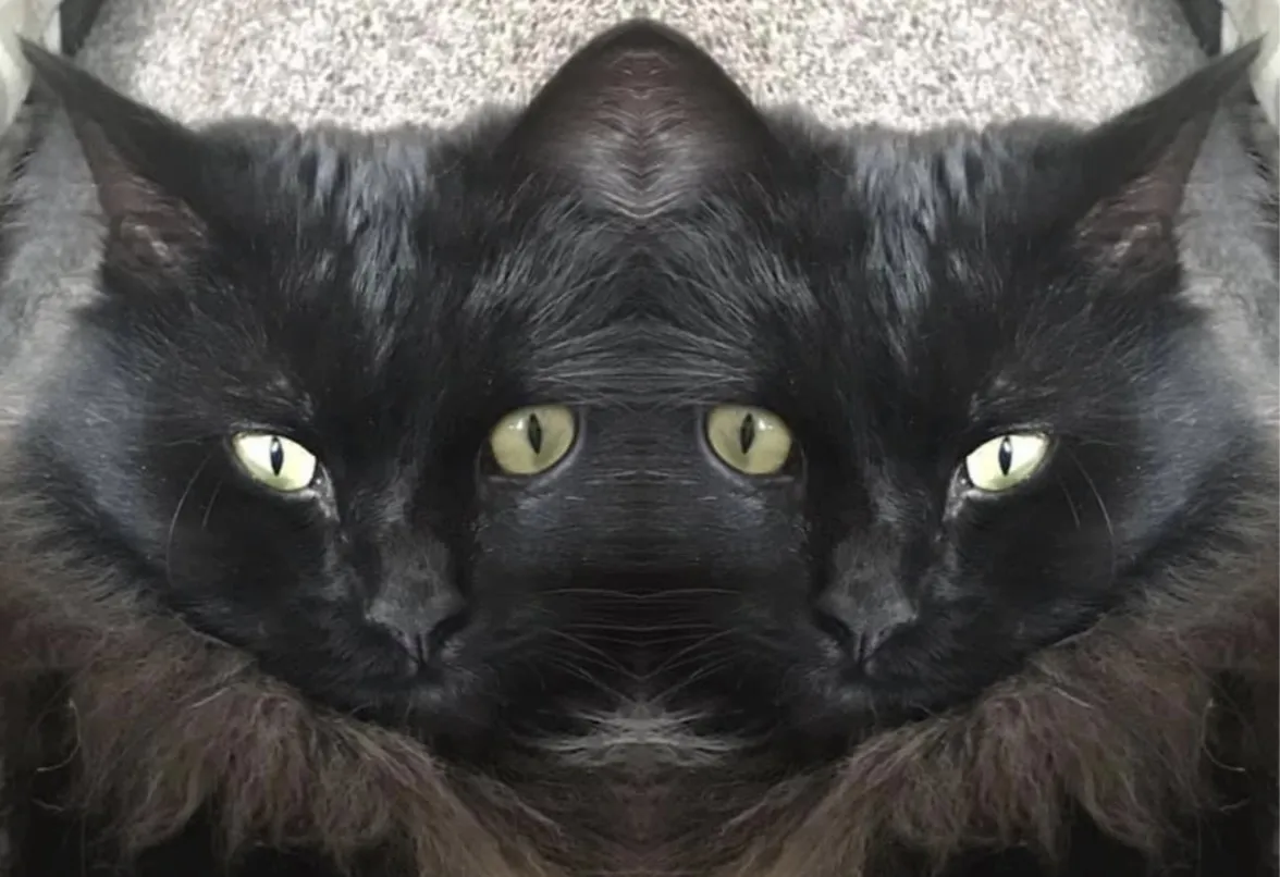 One Mirror Image Created in Photo Editing