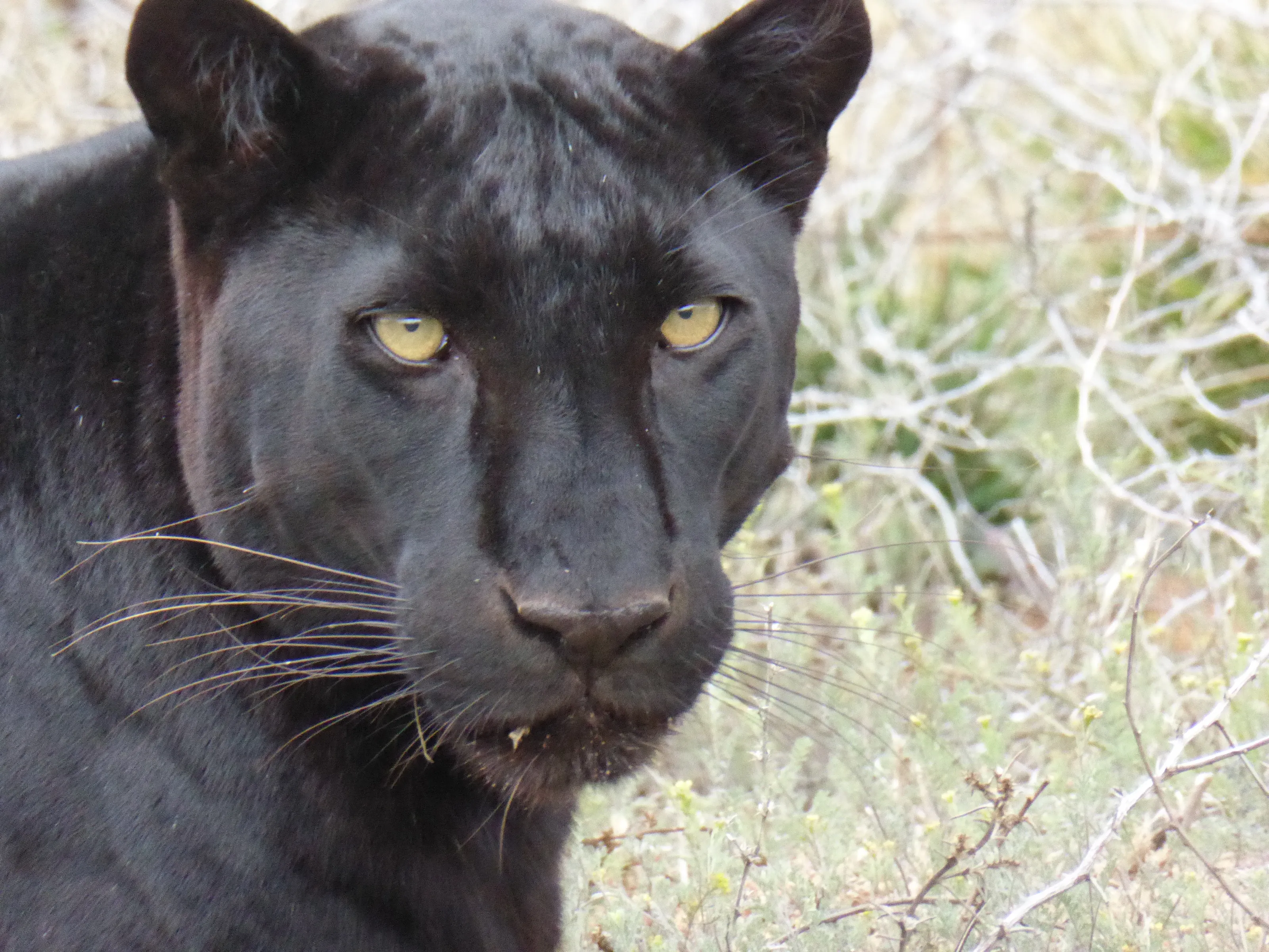 Big Cats (no domesticated cats)