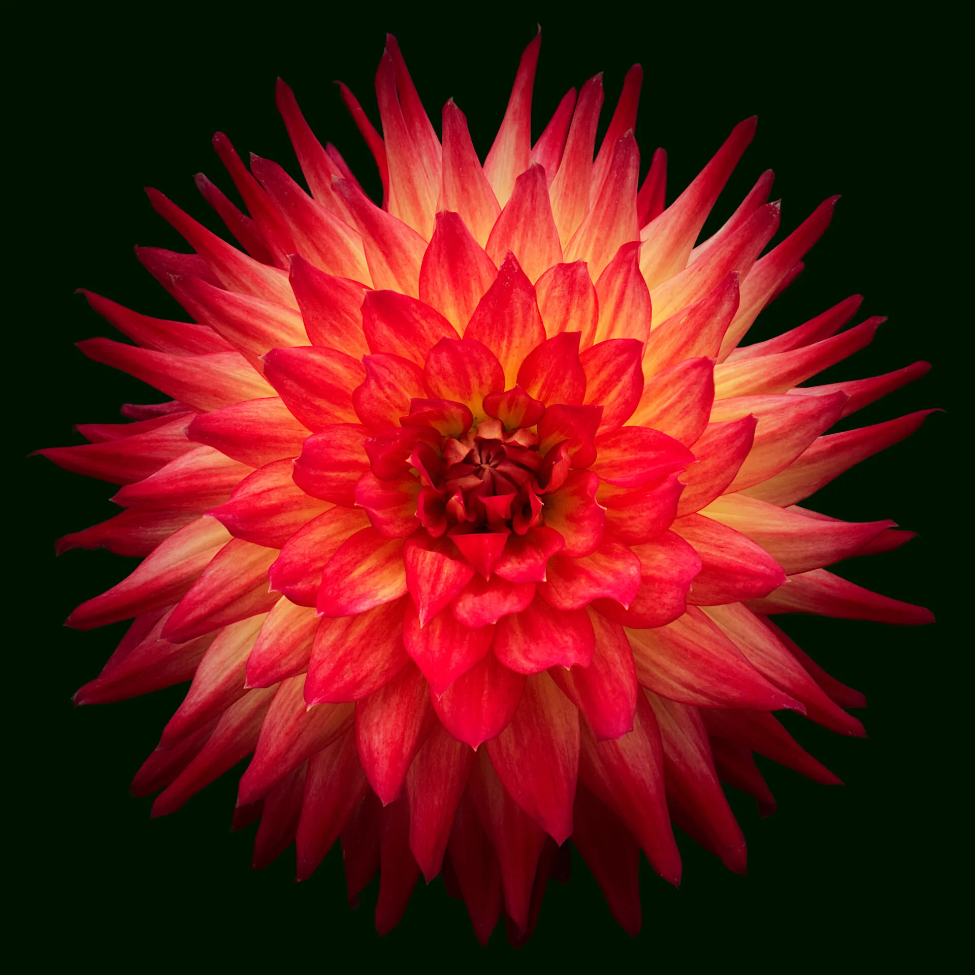 A Single Flower