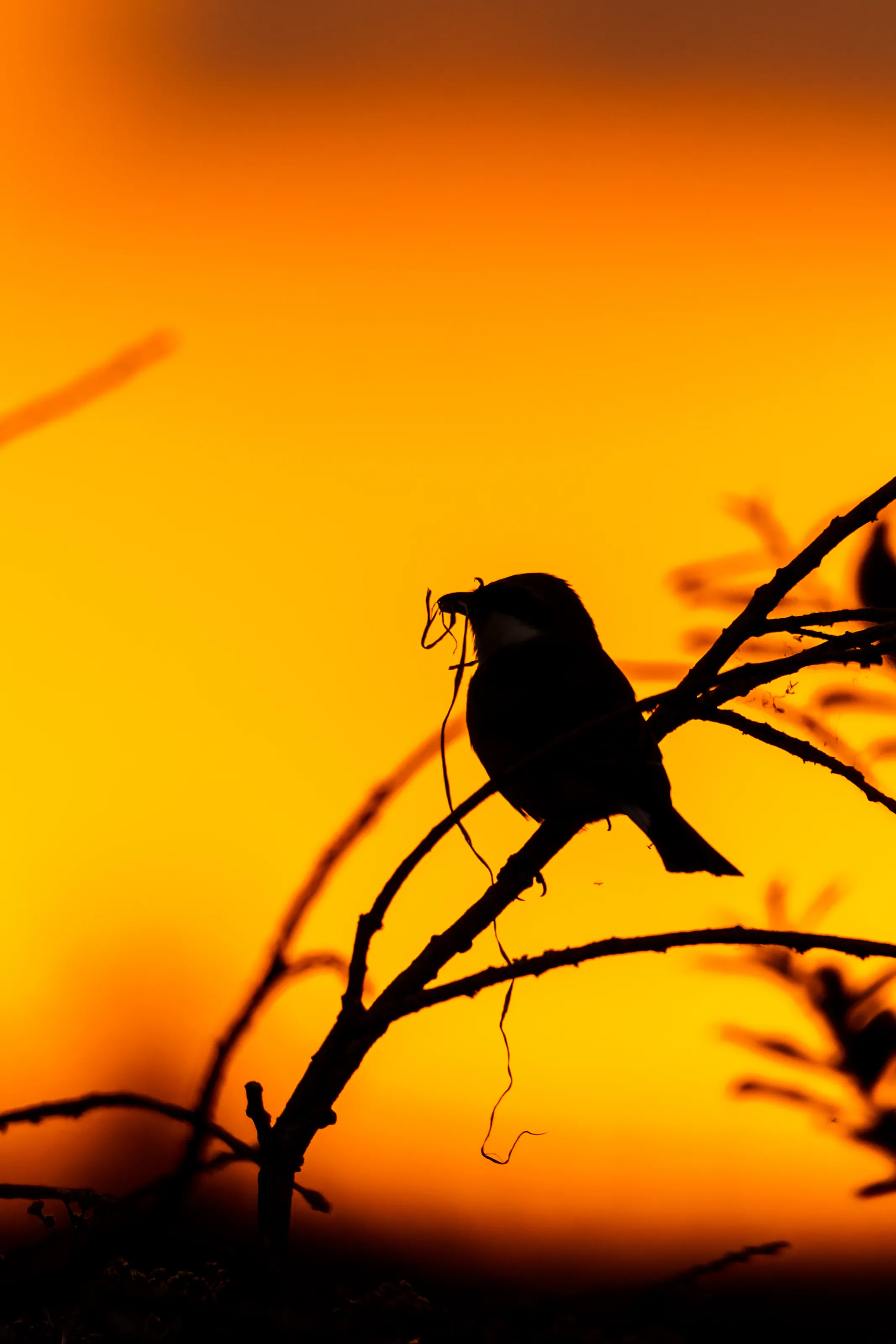 Wild Birds at Sunrise and Sunset