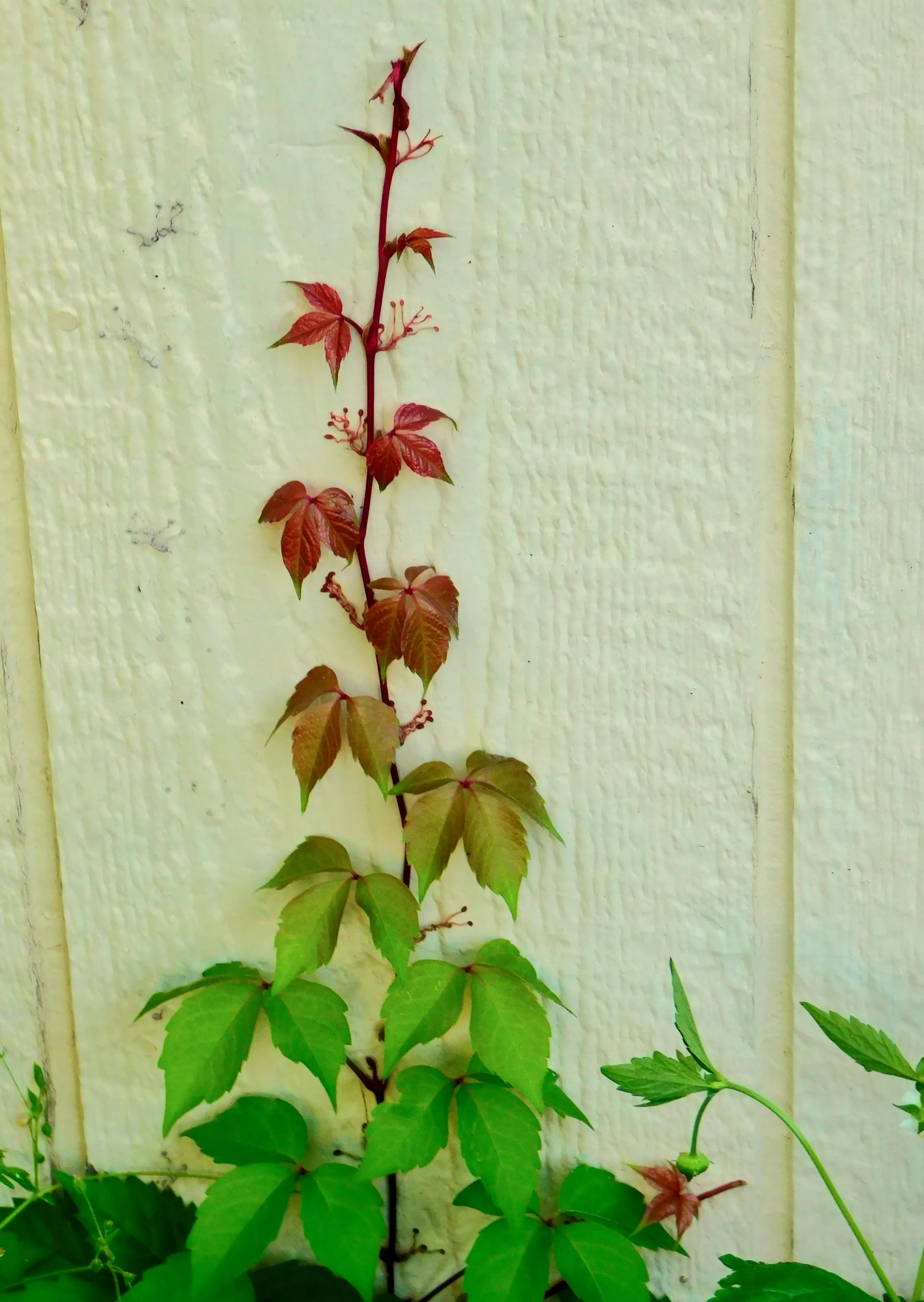 Climbing Vines
