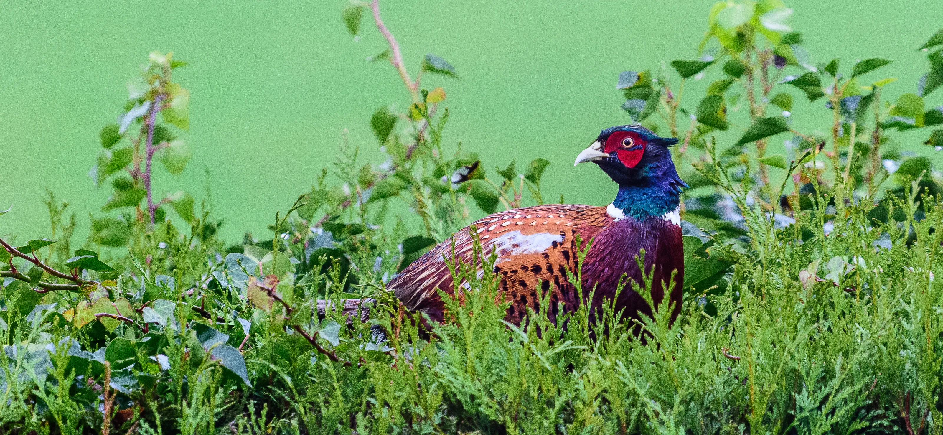 Pheasants