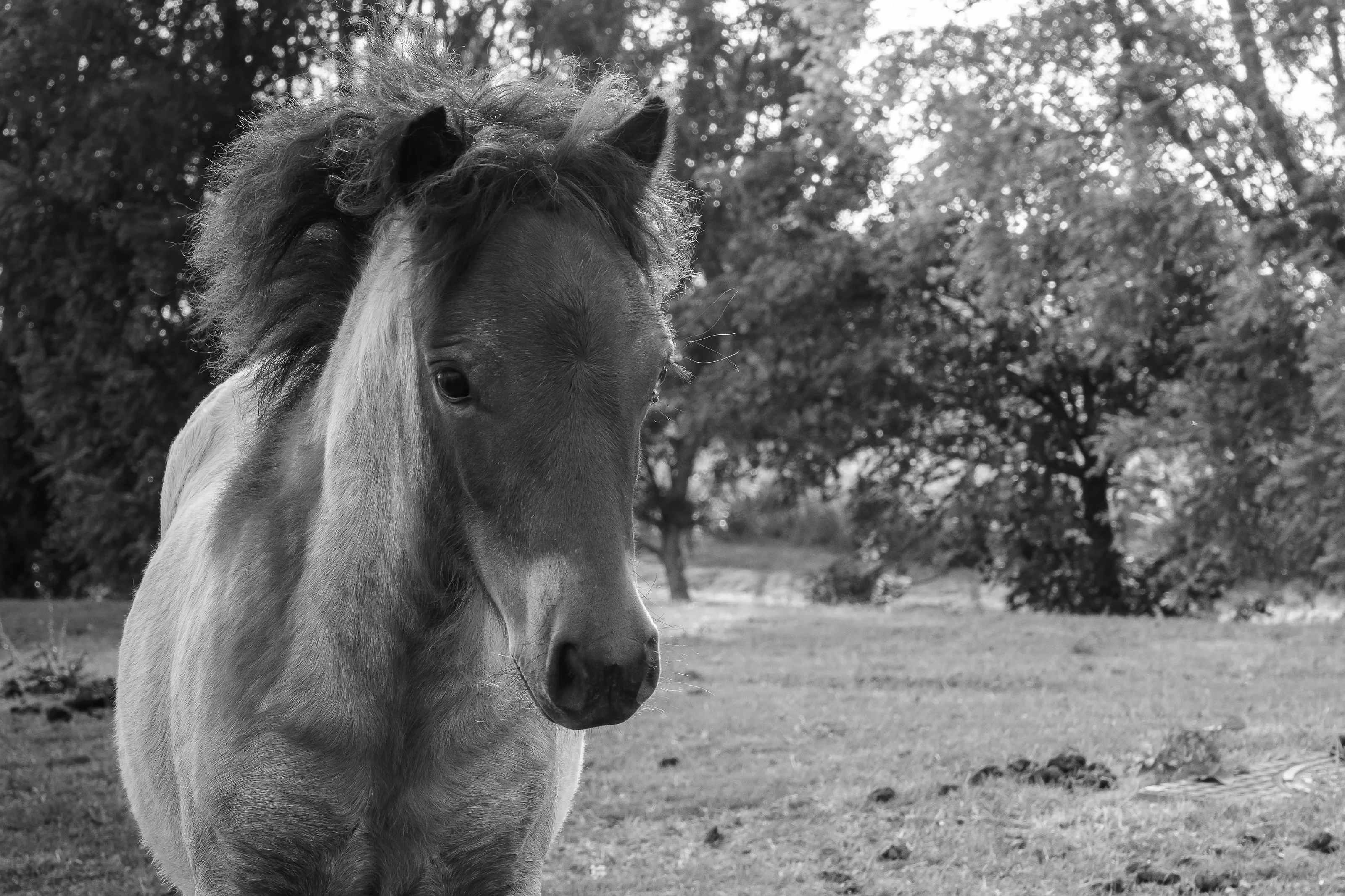 Horses Outdoors in the Open Air