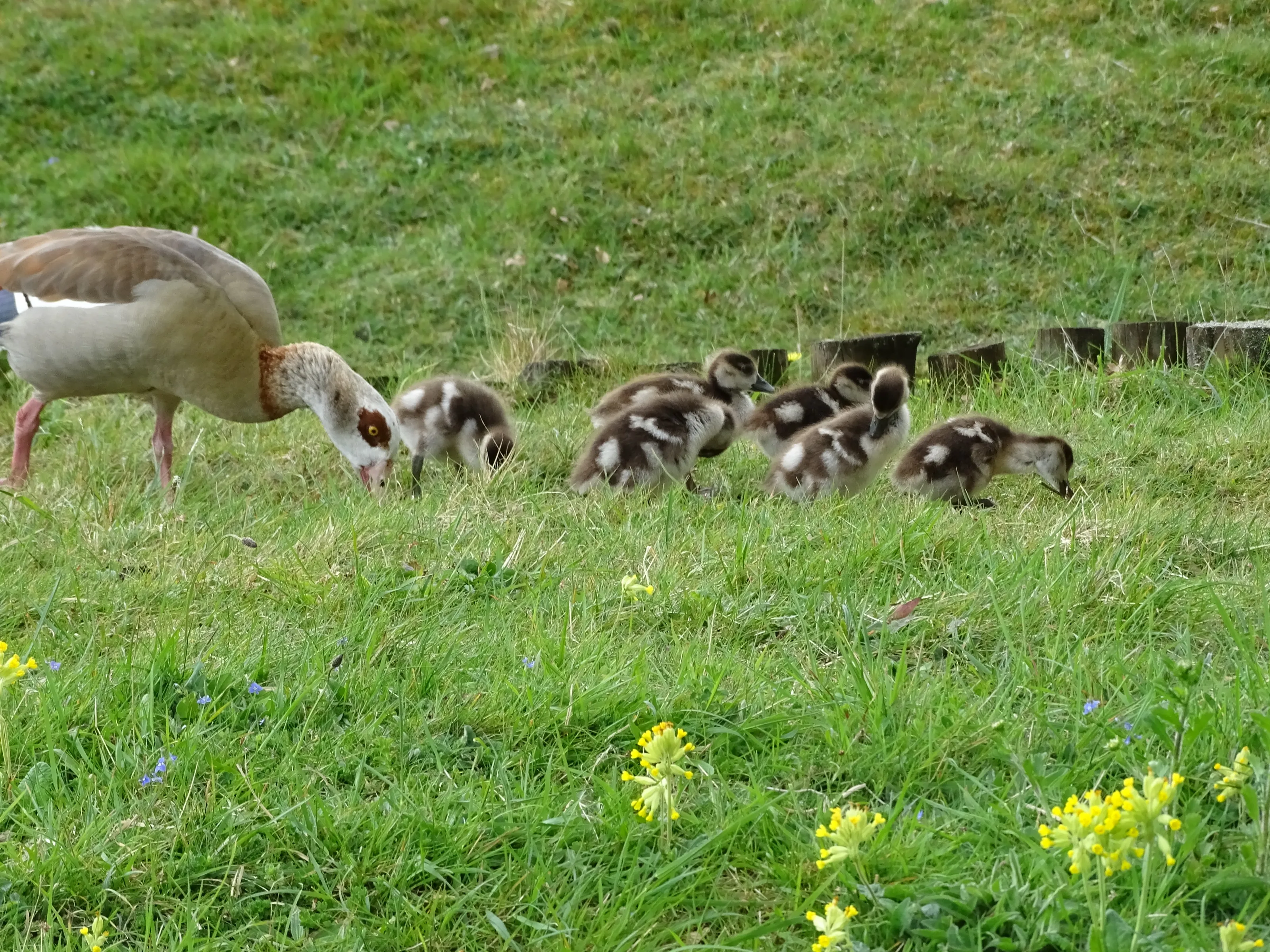 Duckling and Goslings in Natural Habitats (colour)