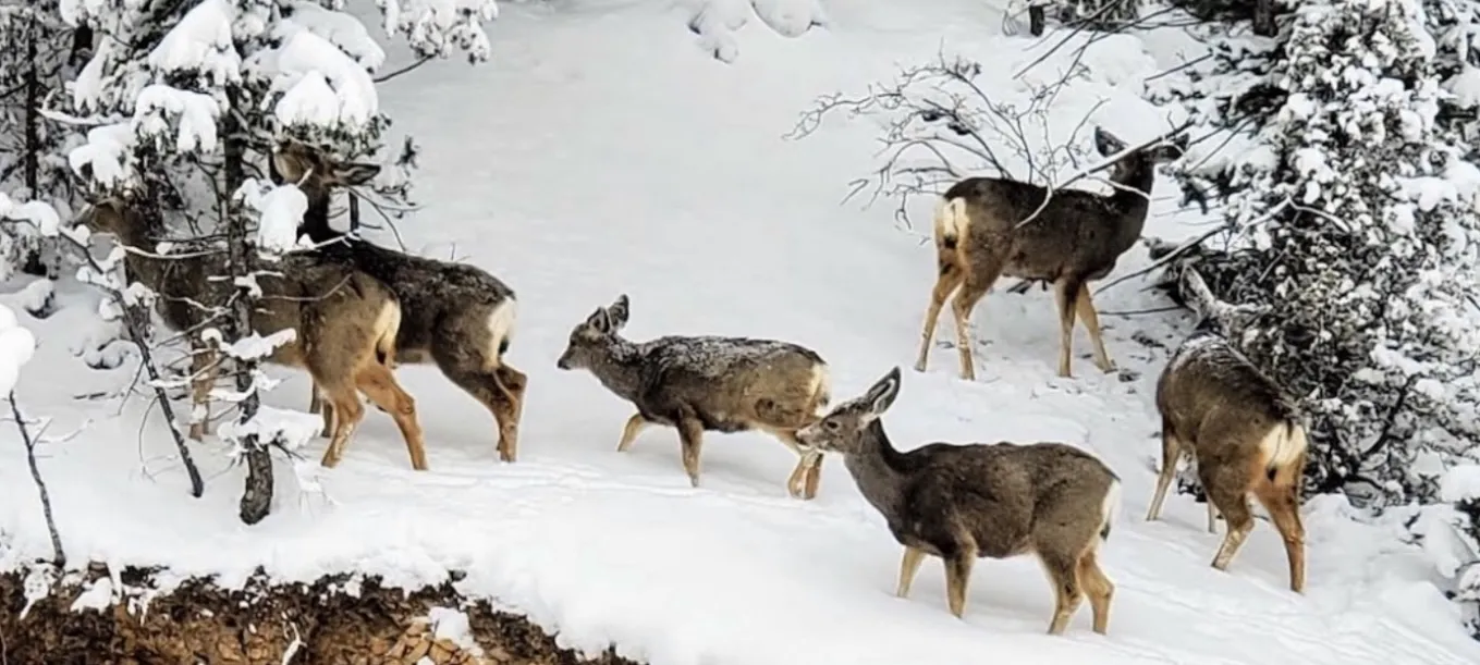 Wild Deer