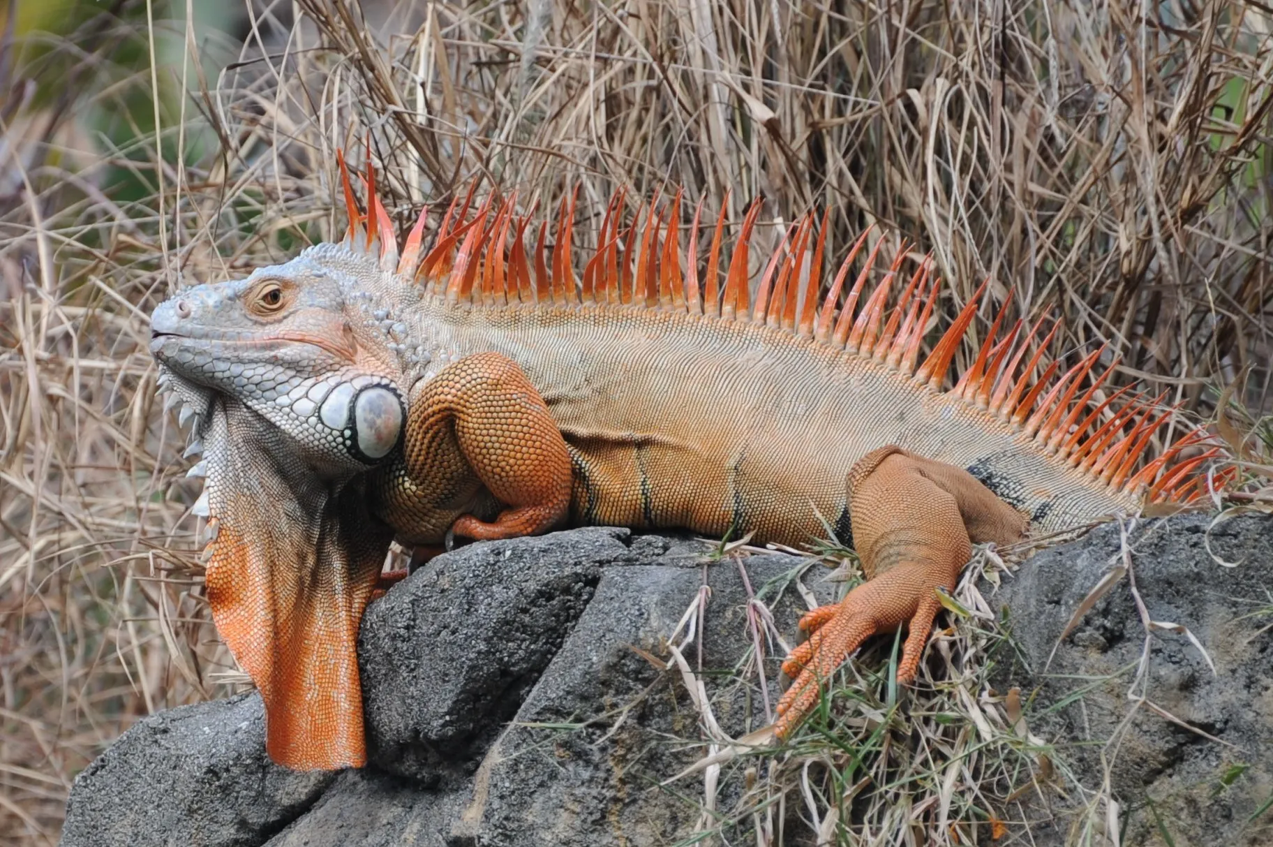 Dinosaurs of Today