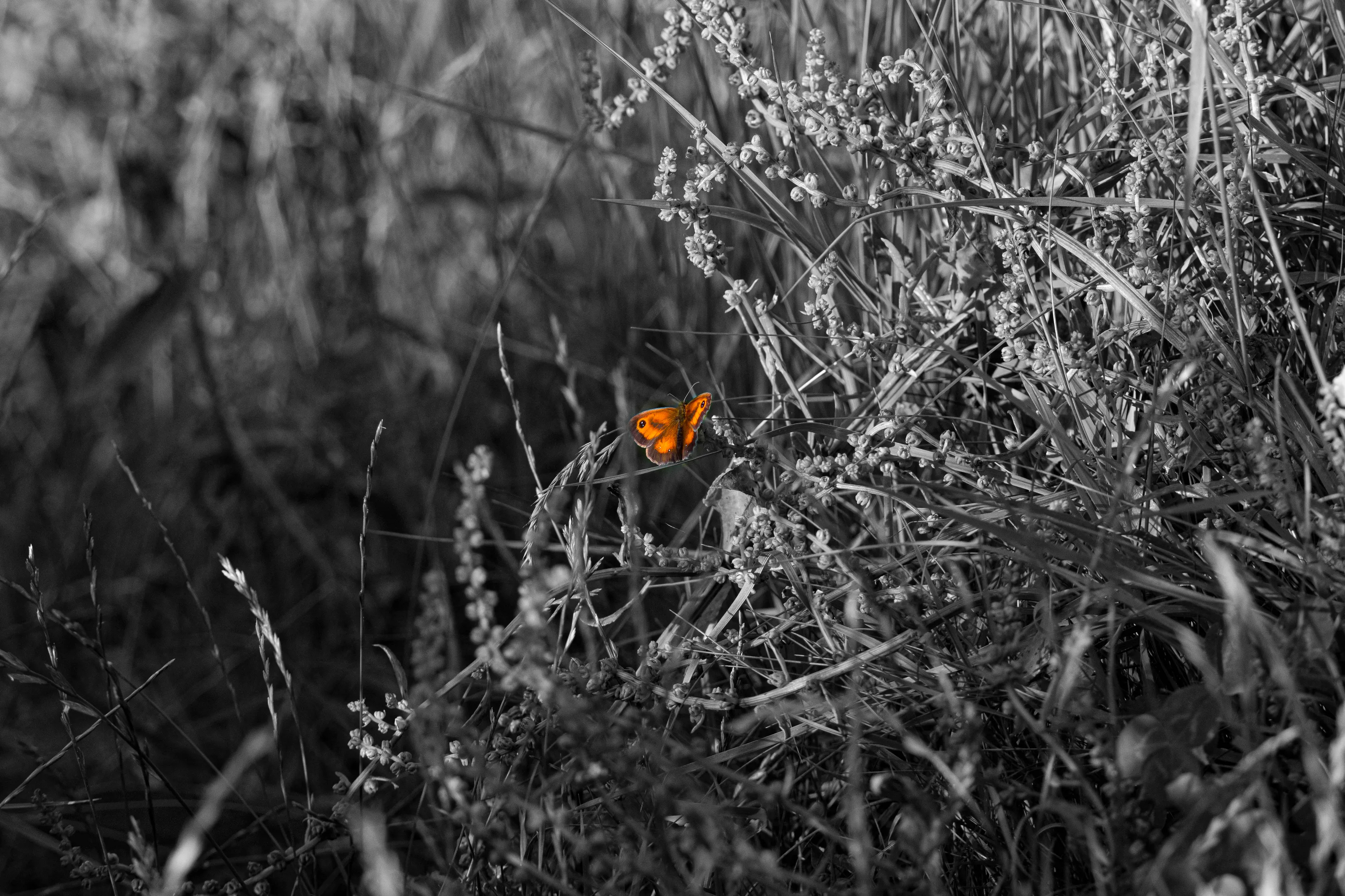 A Splash of Colour