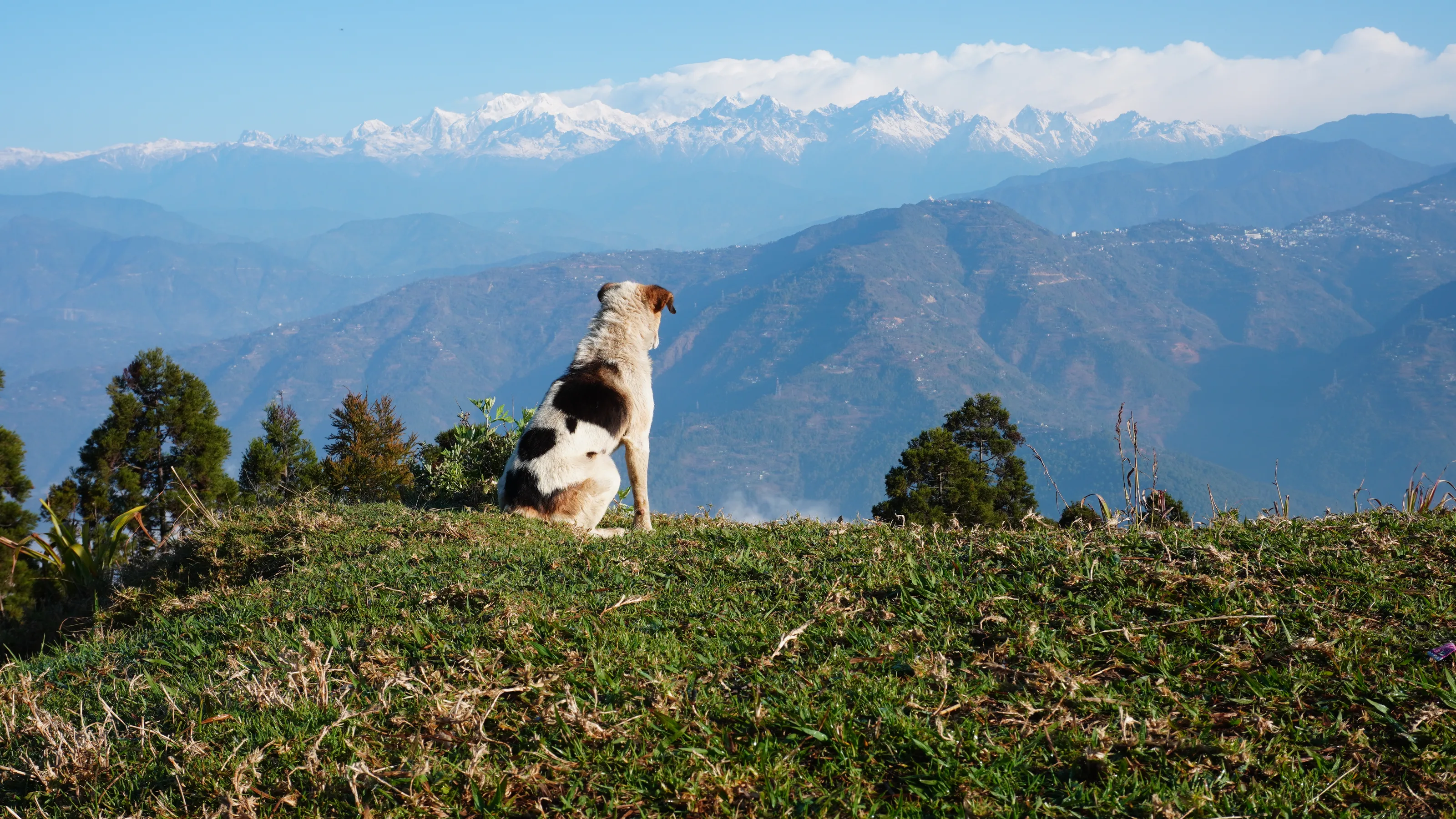 Dogs in Landscapes