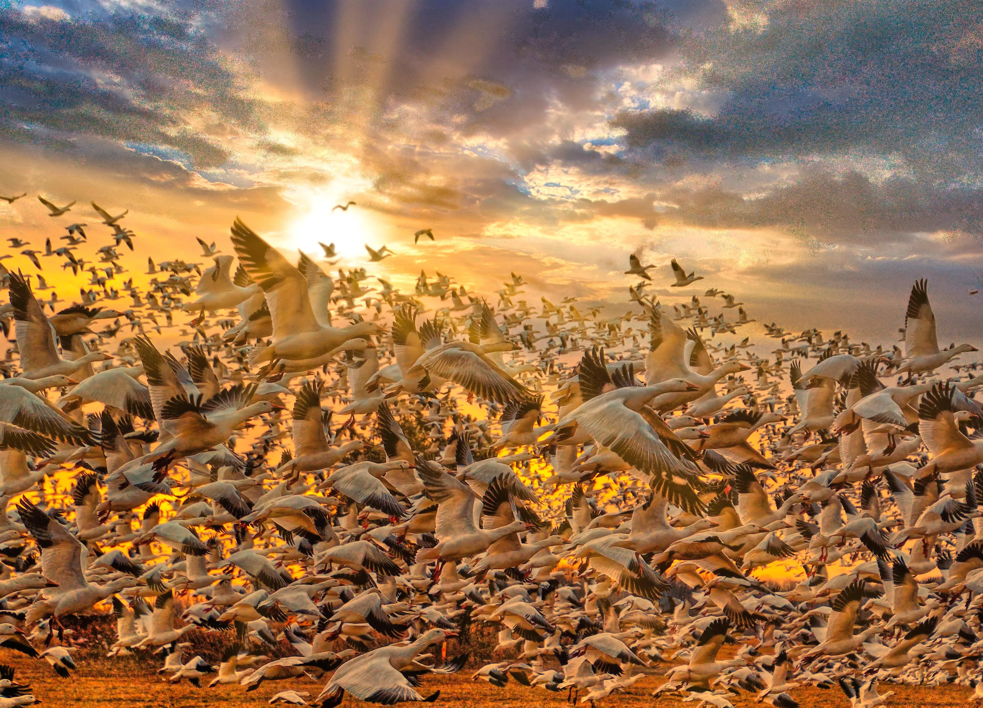 The Natural World