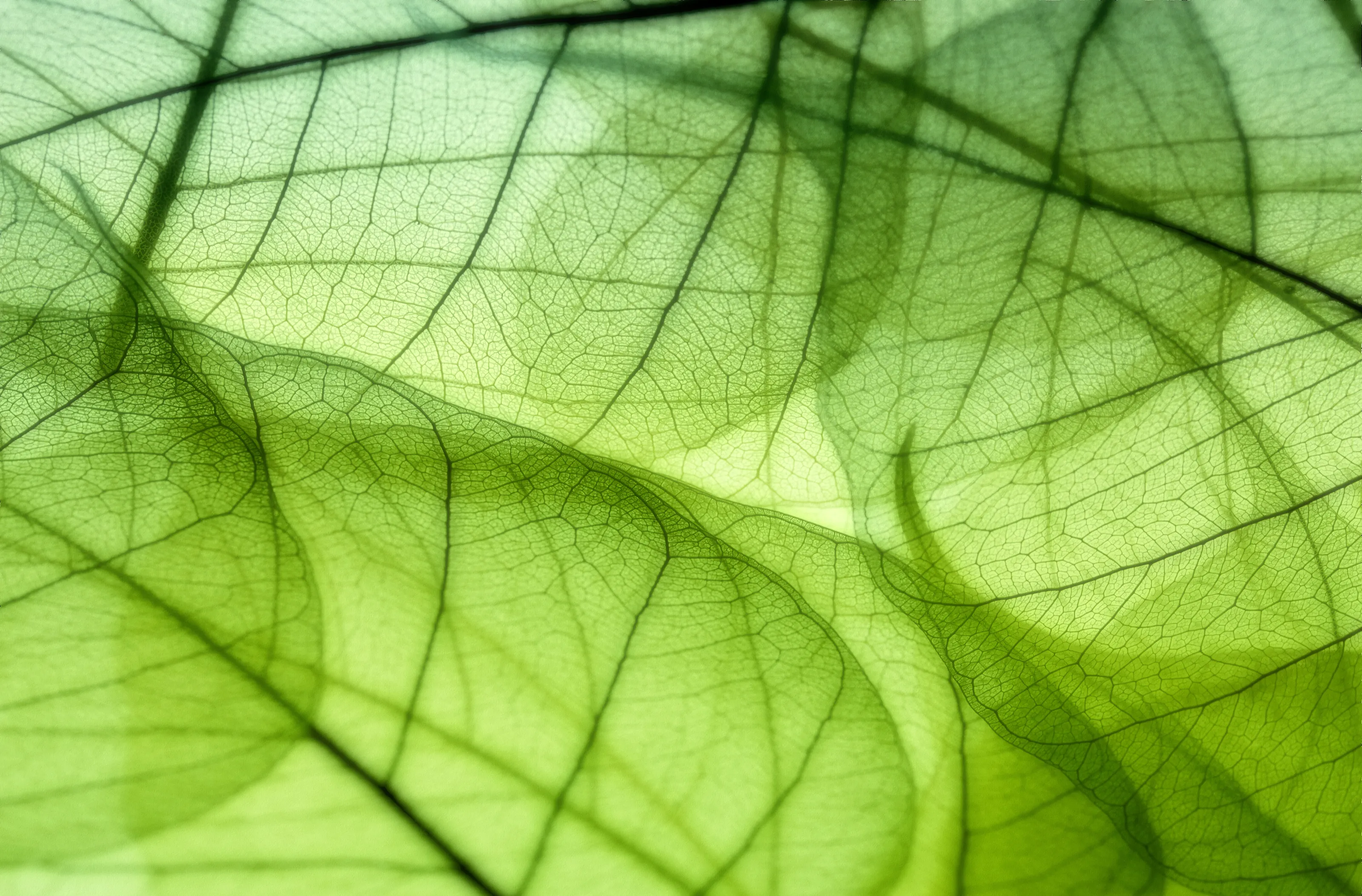 The colour green