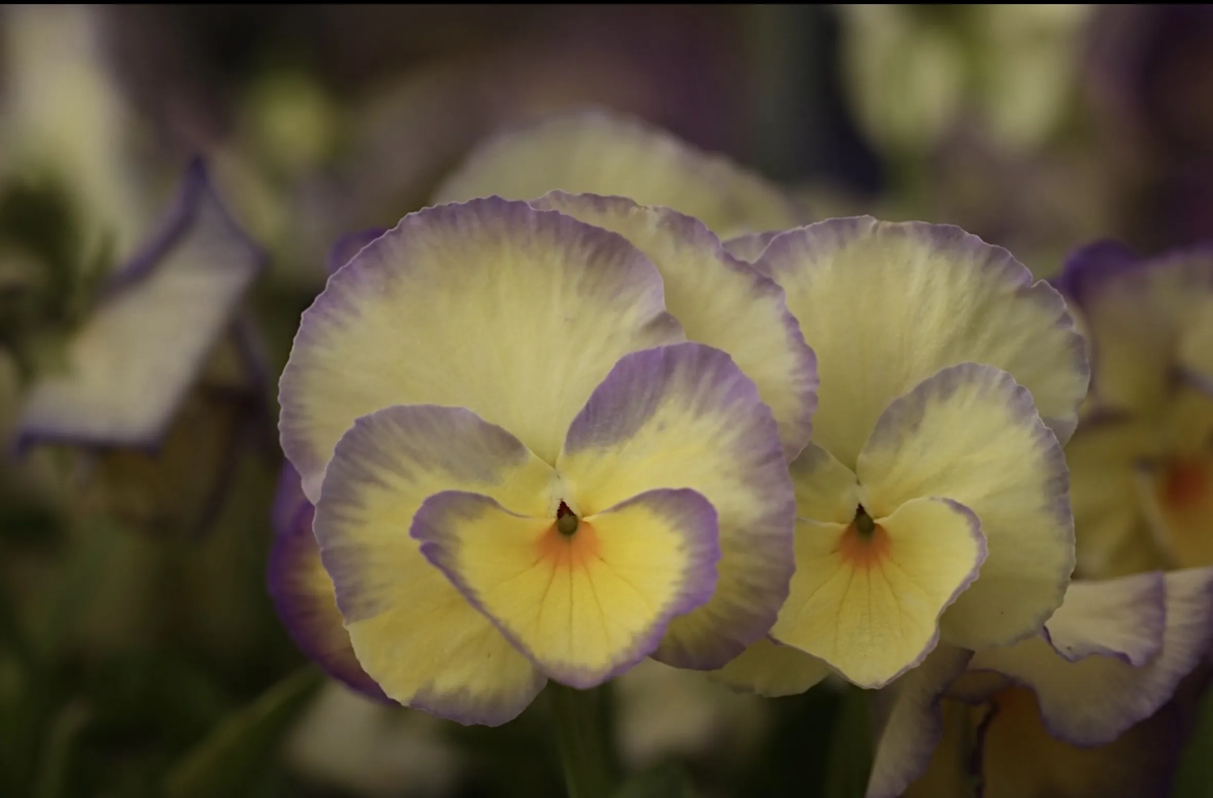 Pansies, Violets and Violas (in colour)