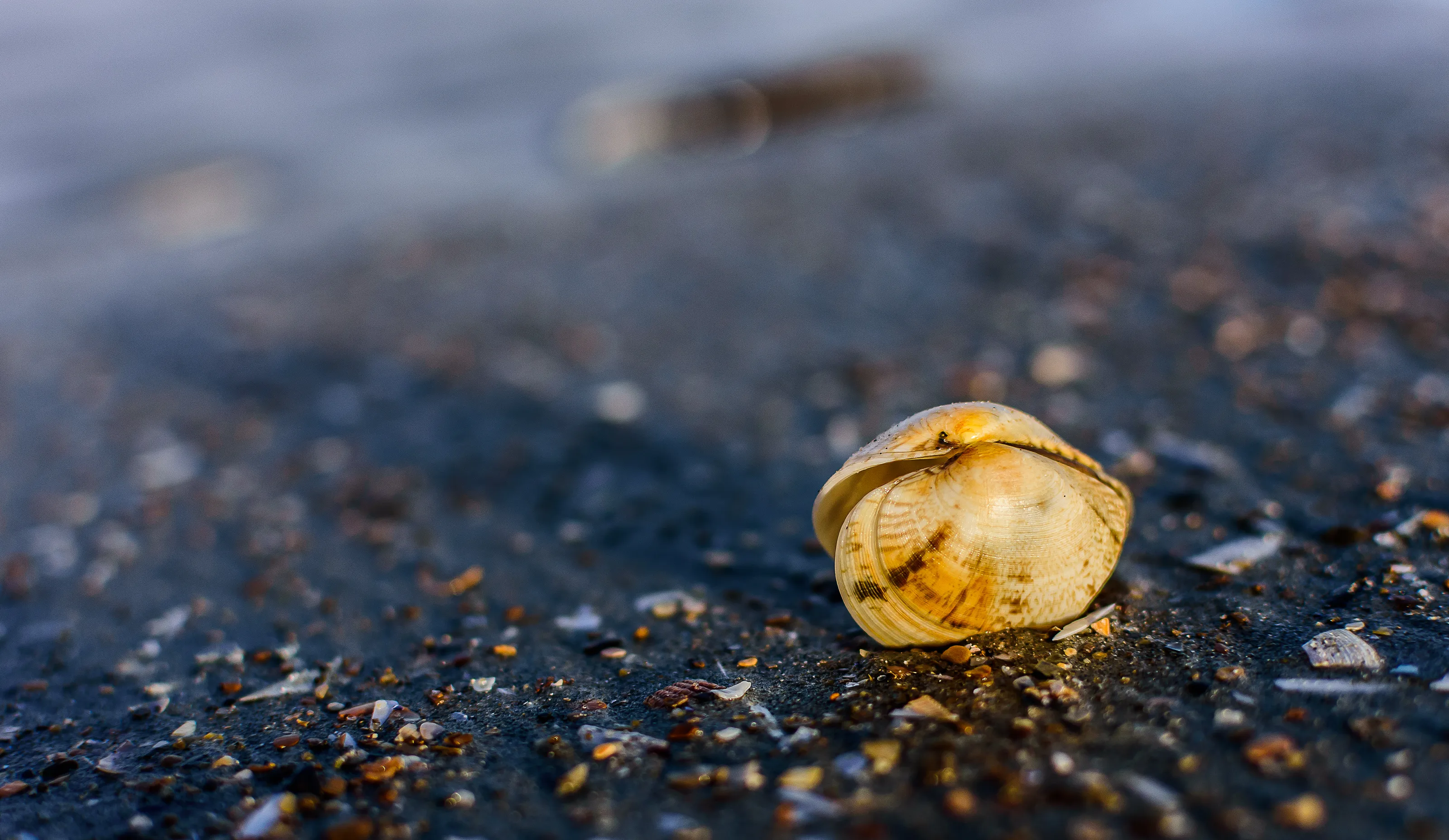 Seashells