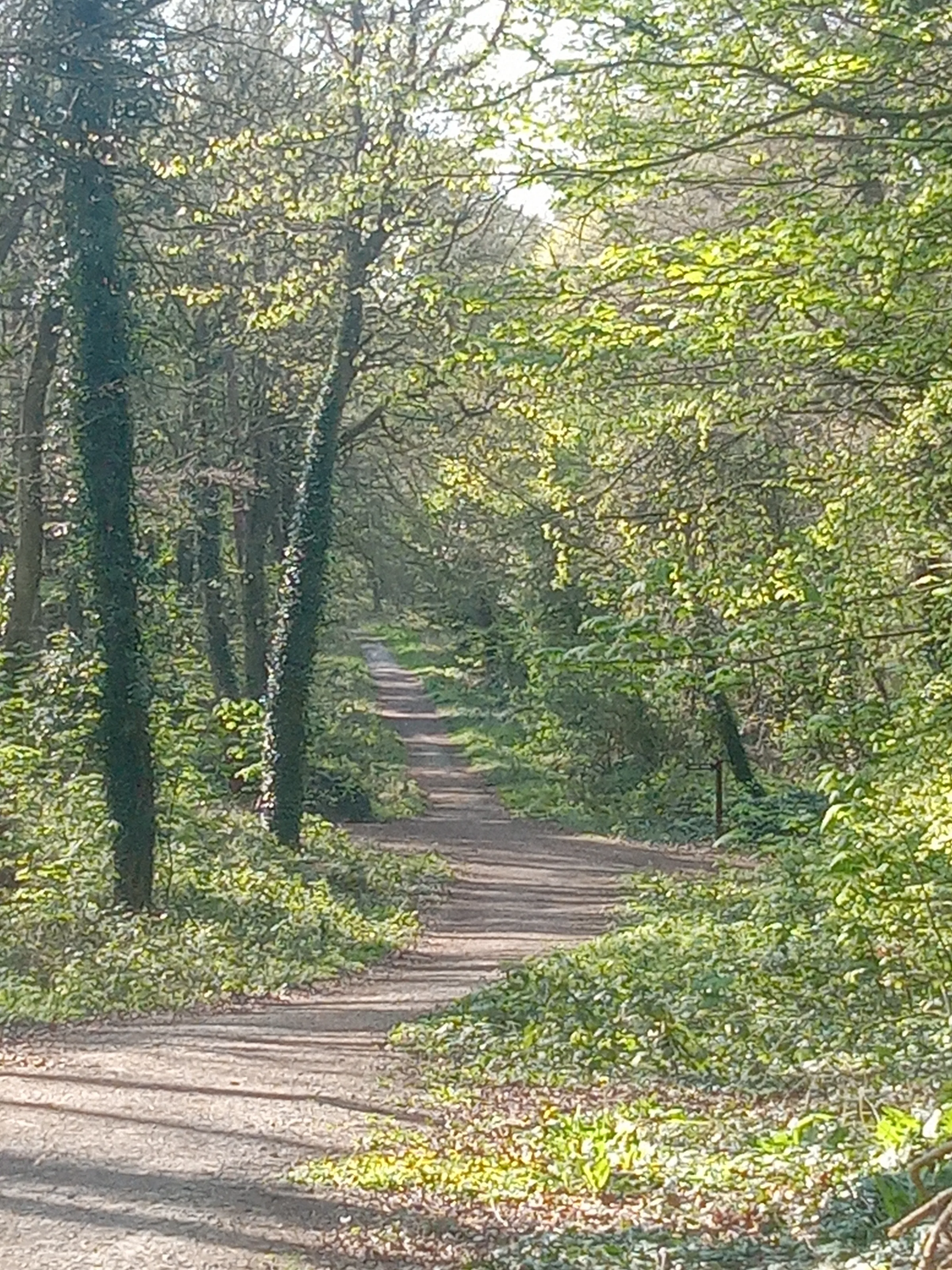 Deserted Woodland Paths