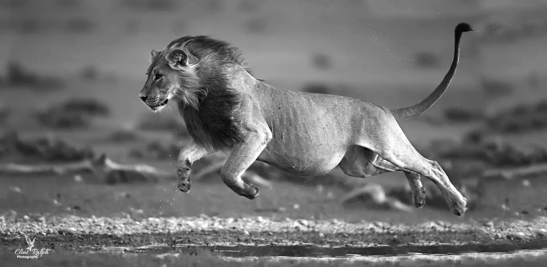 Wild Mammals Jumping into the Air
