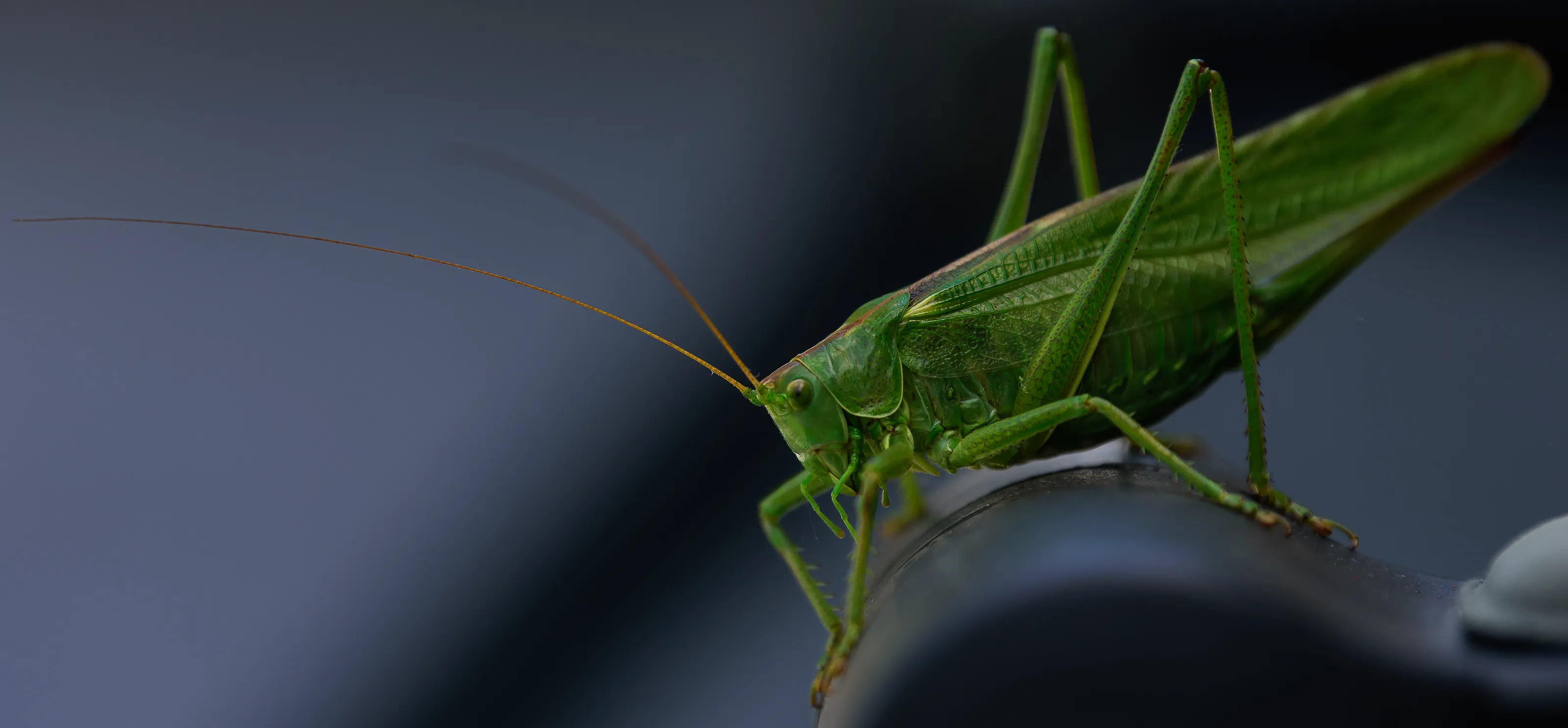 Grasshoppers