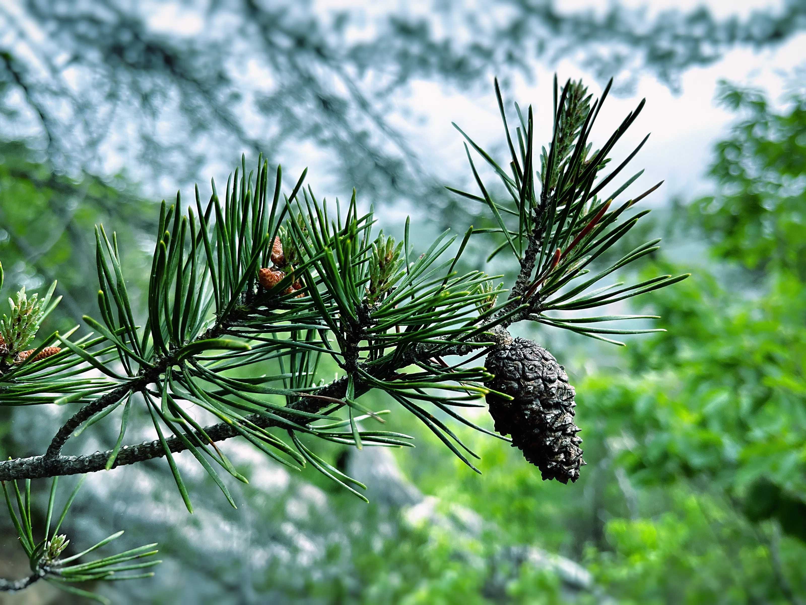 Pine Trees in Detail