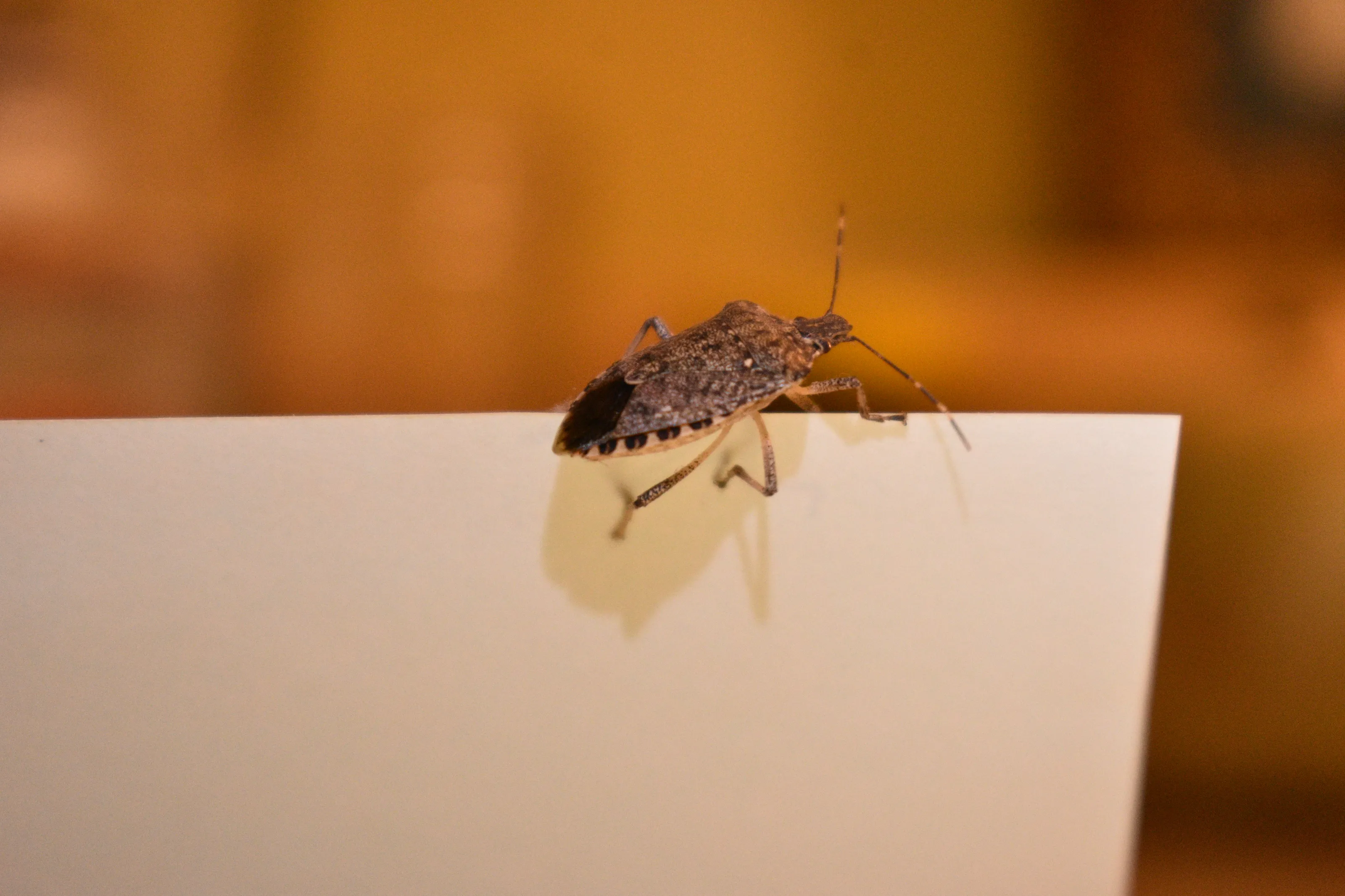 Stinkbugs (in colour)