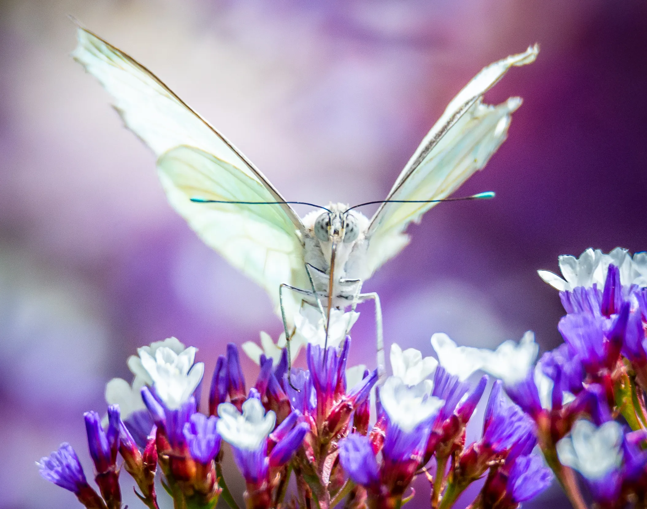 White-Coloured Insects (in colour)