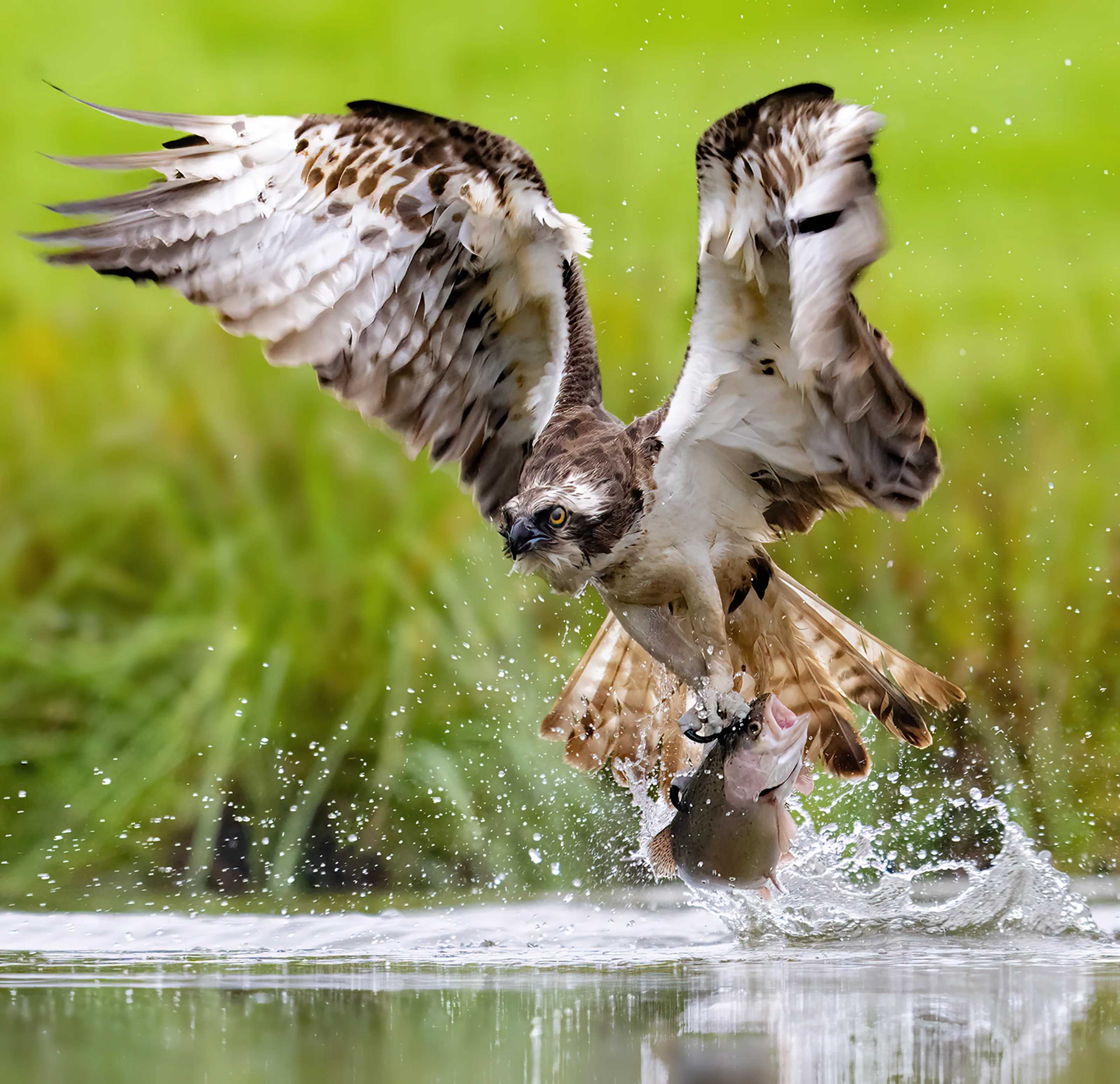Birds of Prey (in colour)