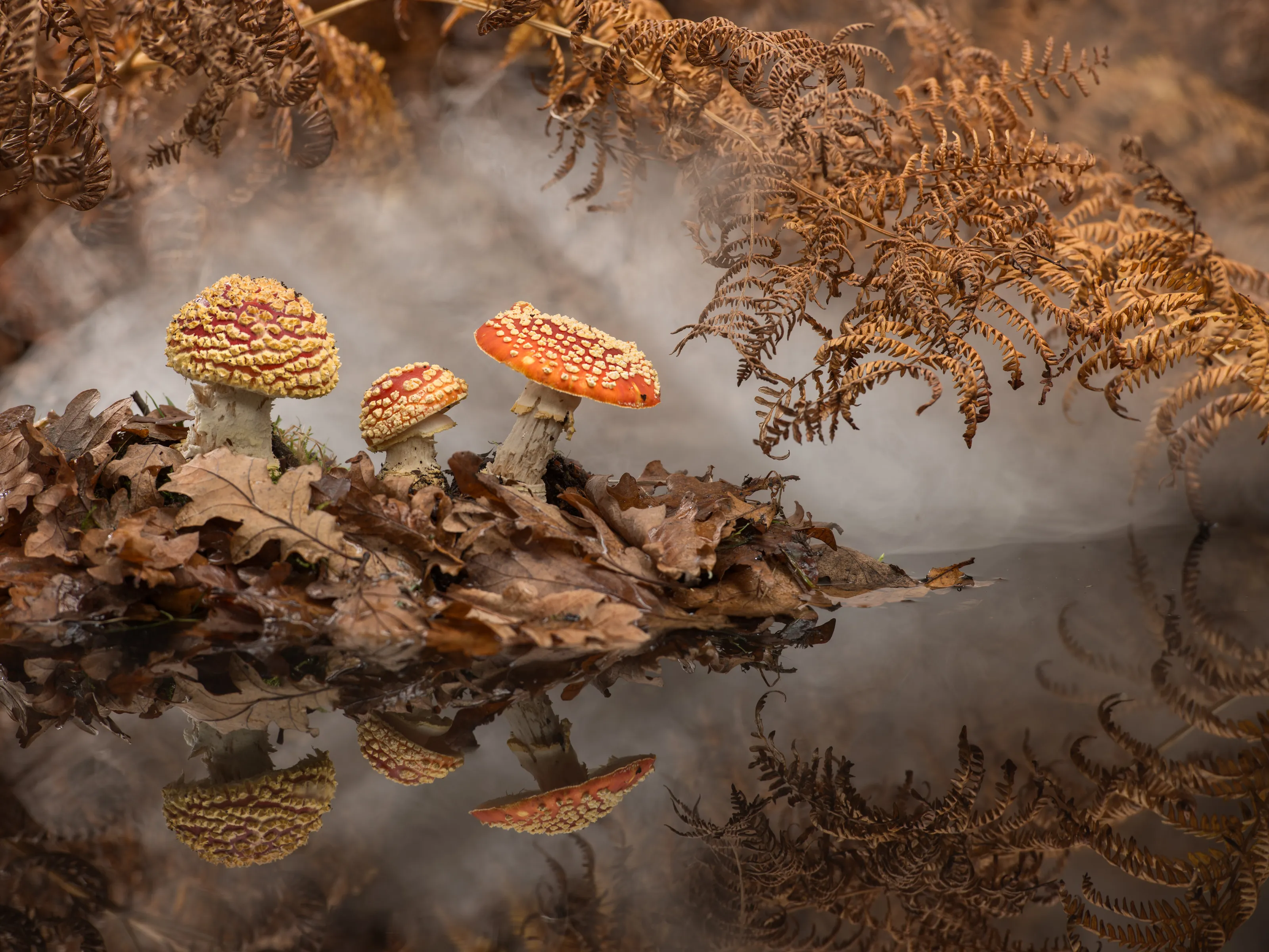 Autumn