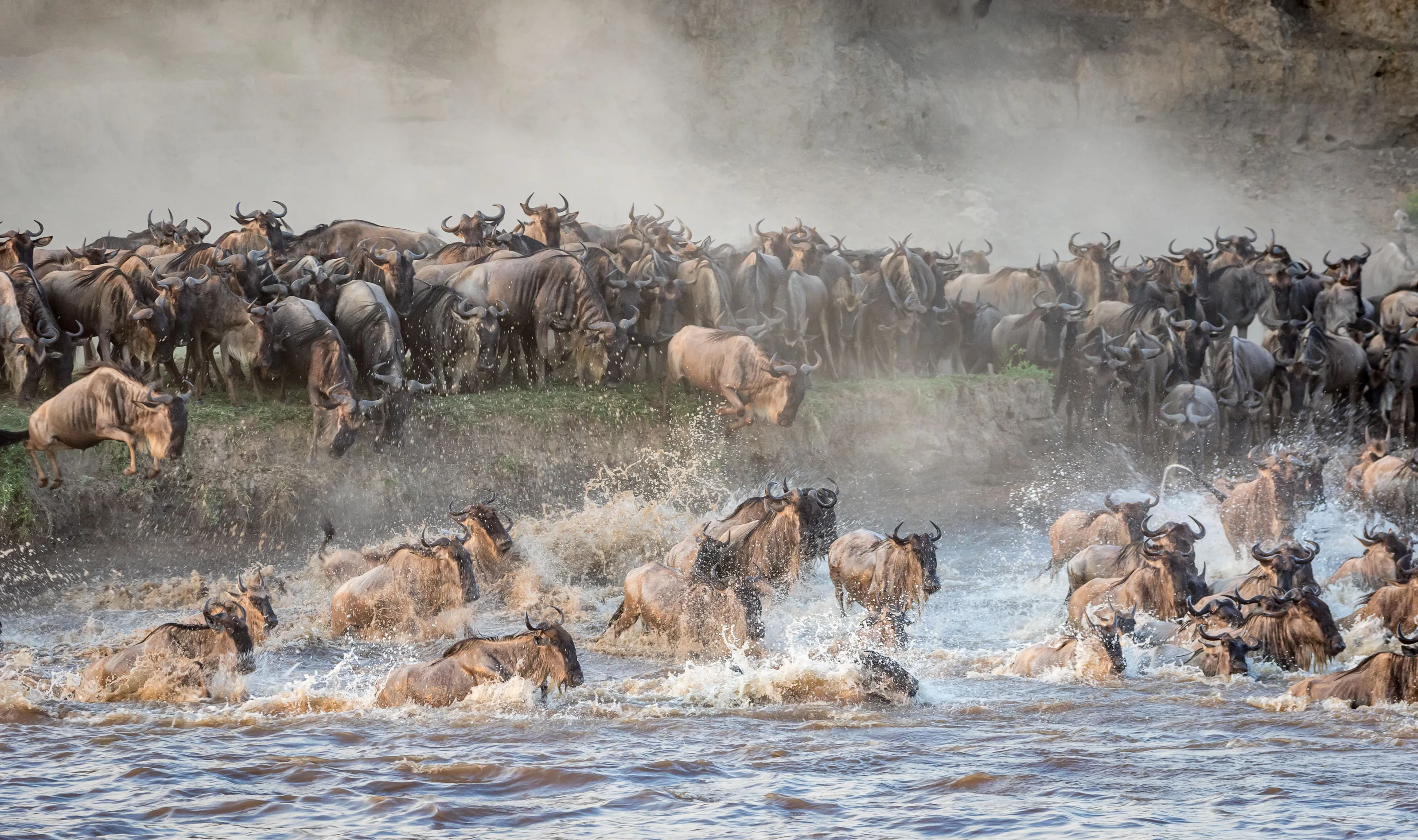 Wildlife in Action