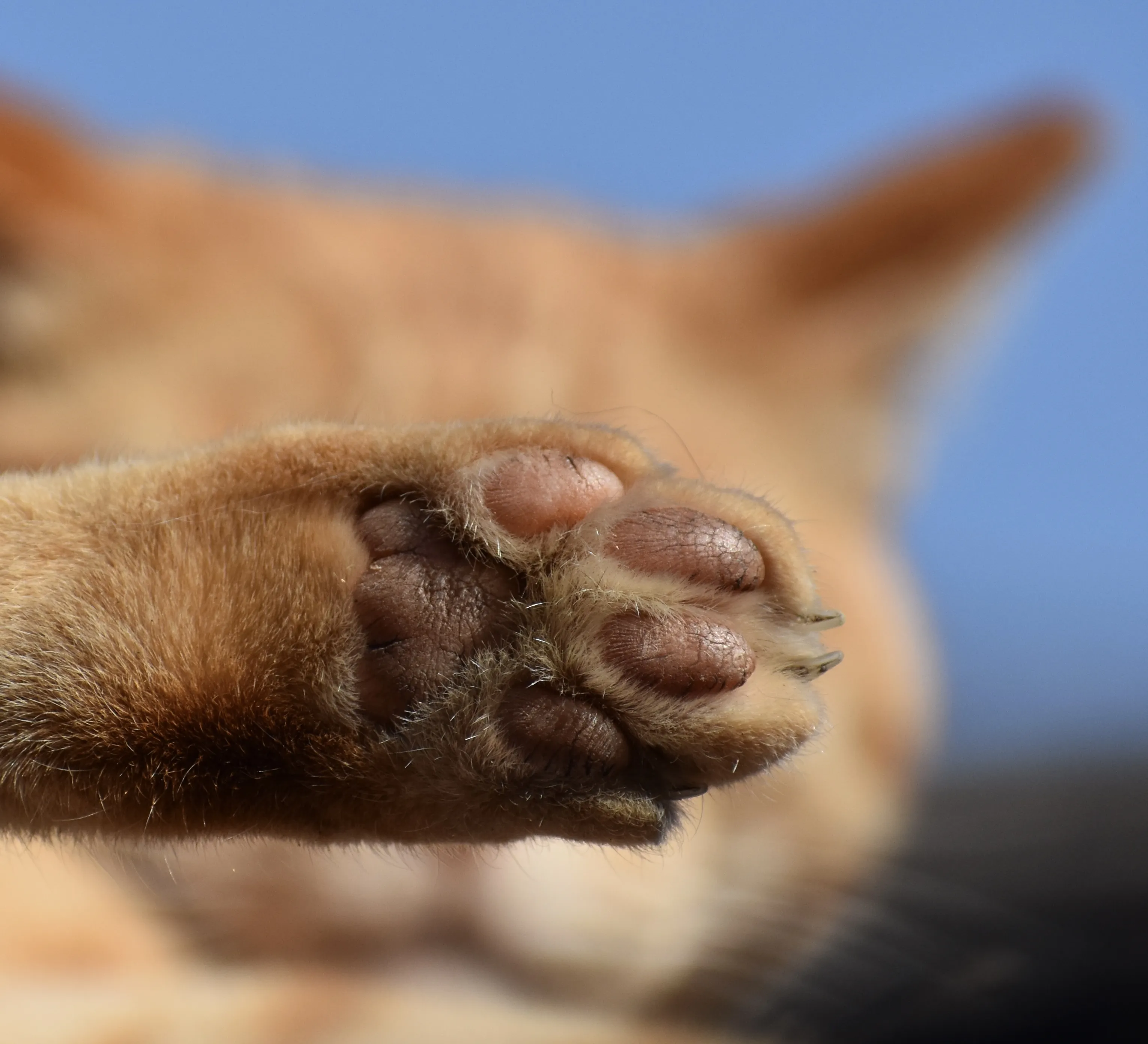 Animal Feet