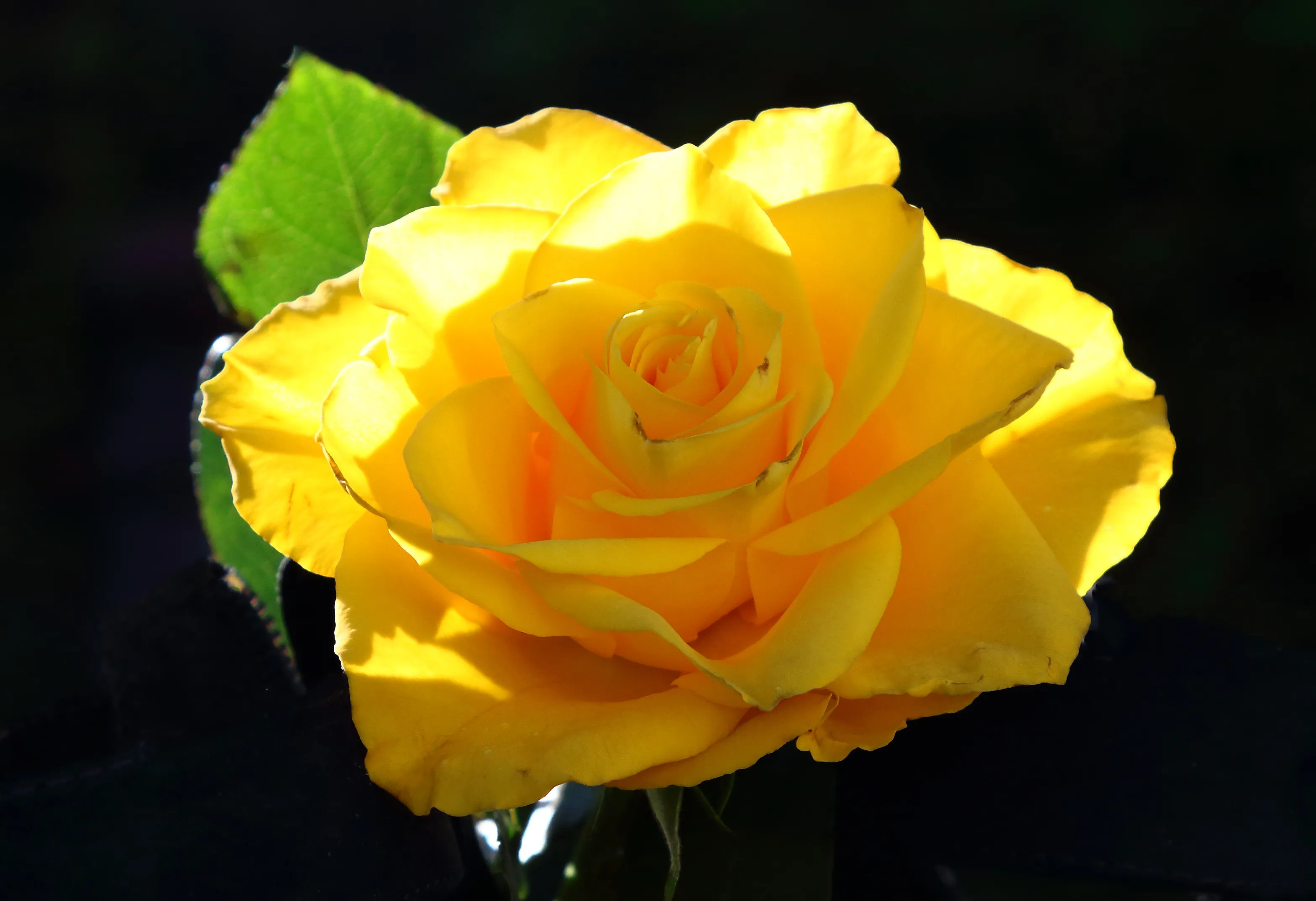 Roses (in colour)