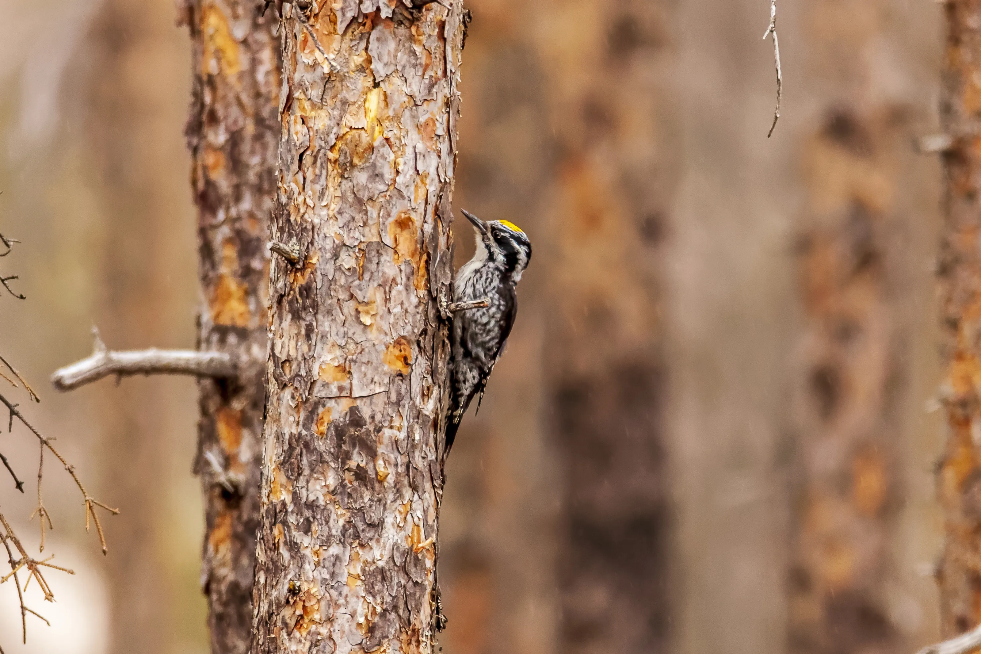 Woodpeckers
