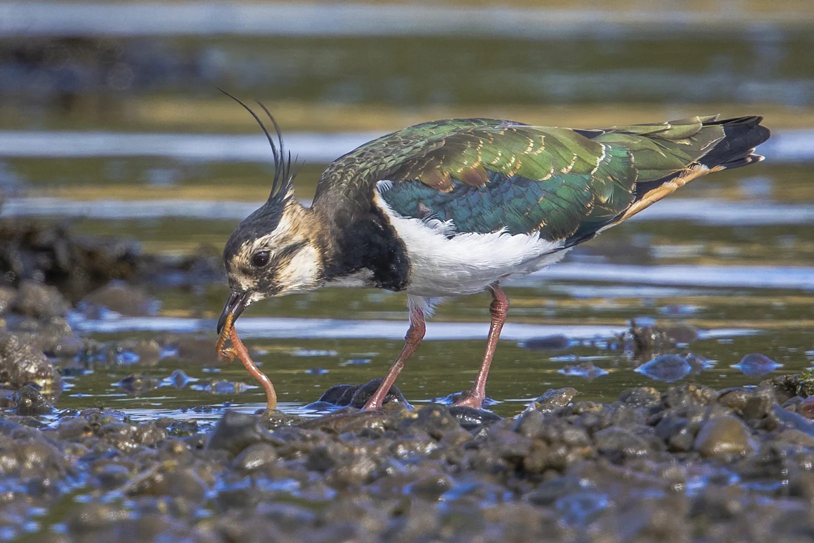 Wild Wading Birds in Water