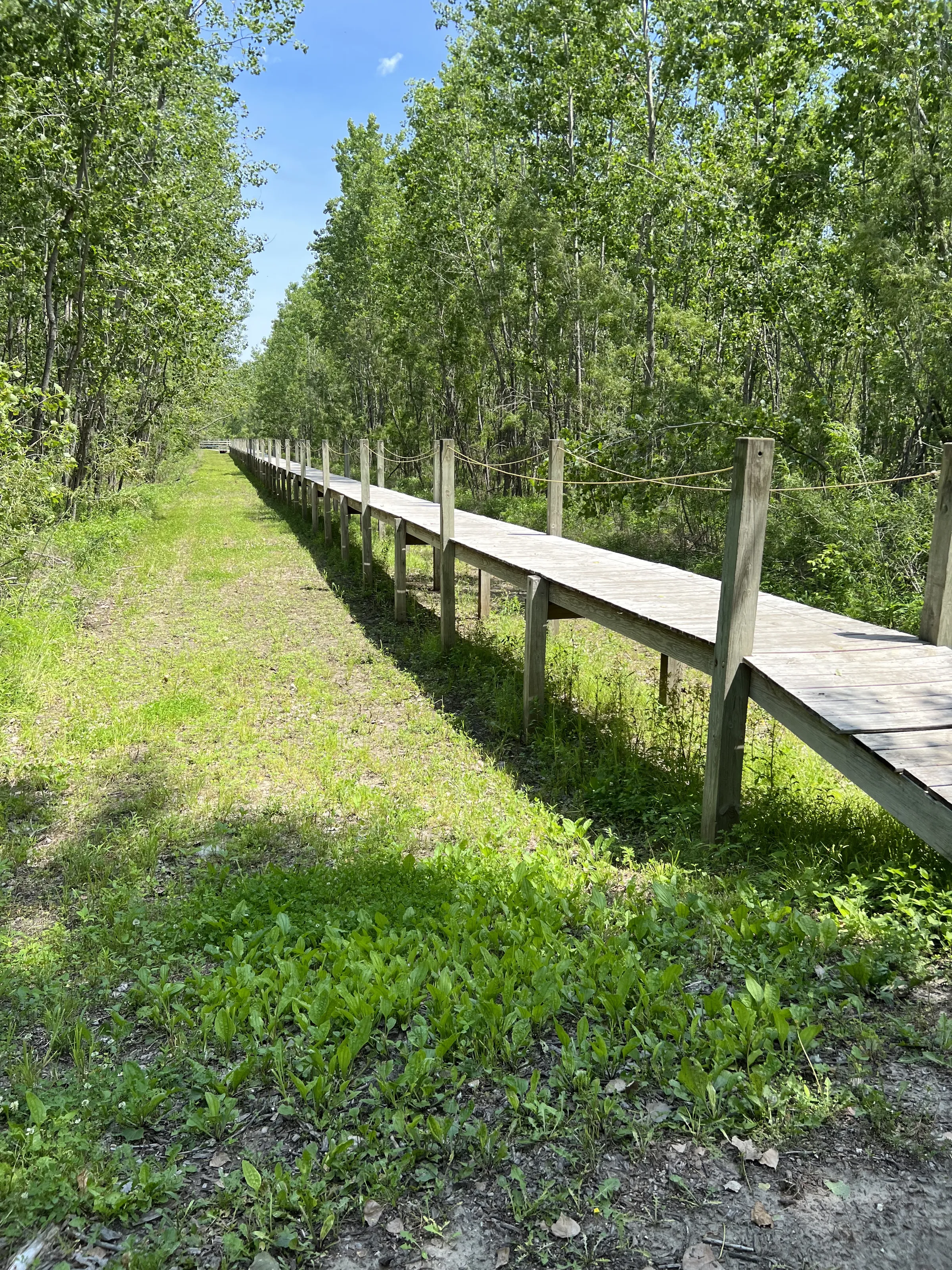 Wooden Walkways