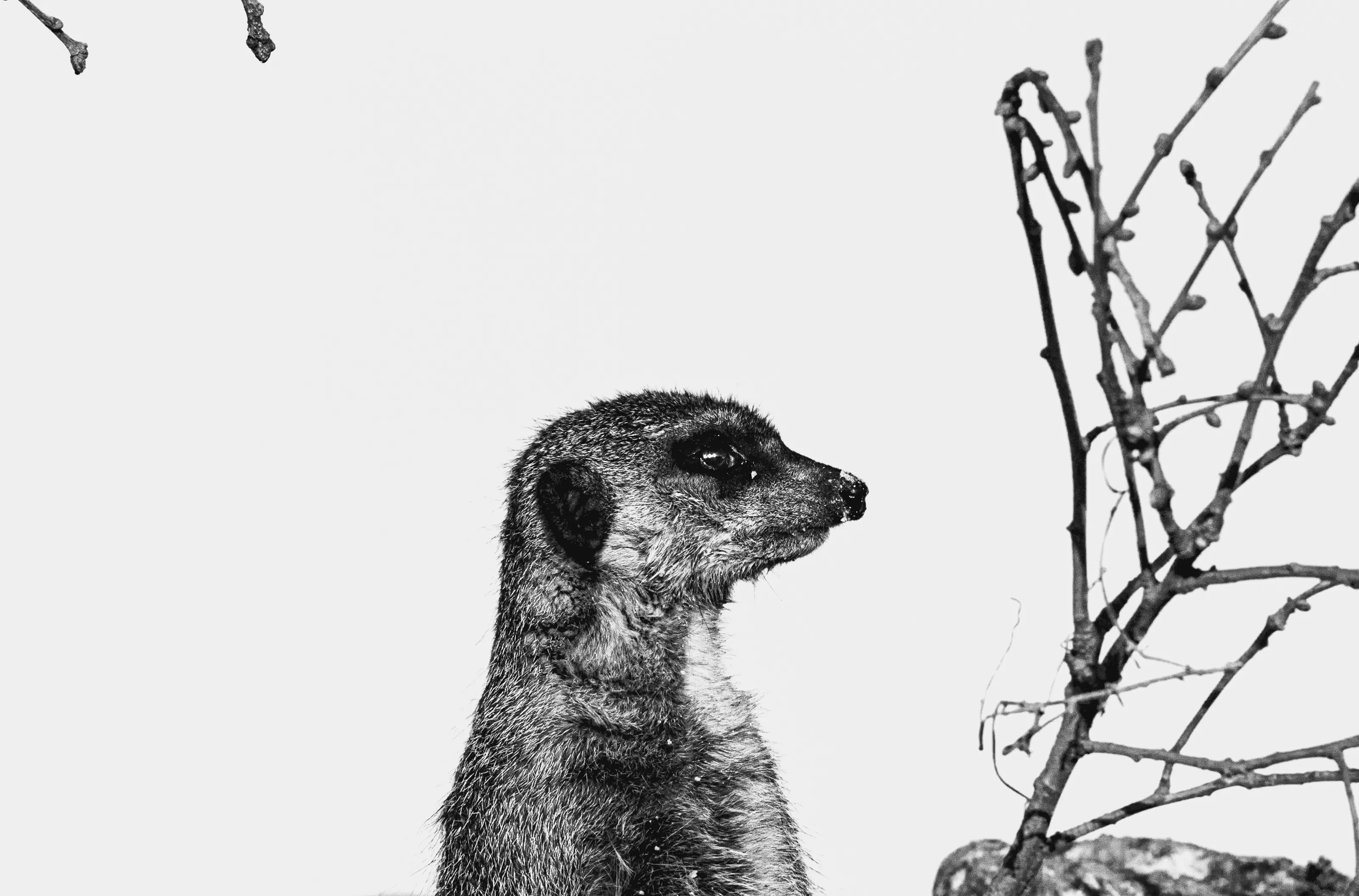 Wildlife in High Contrast Black and White