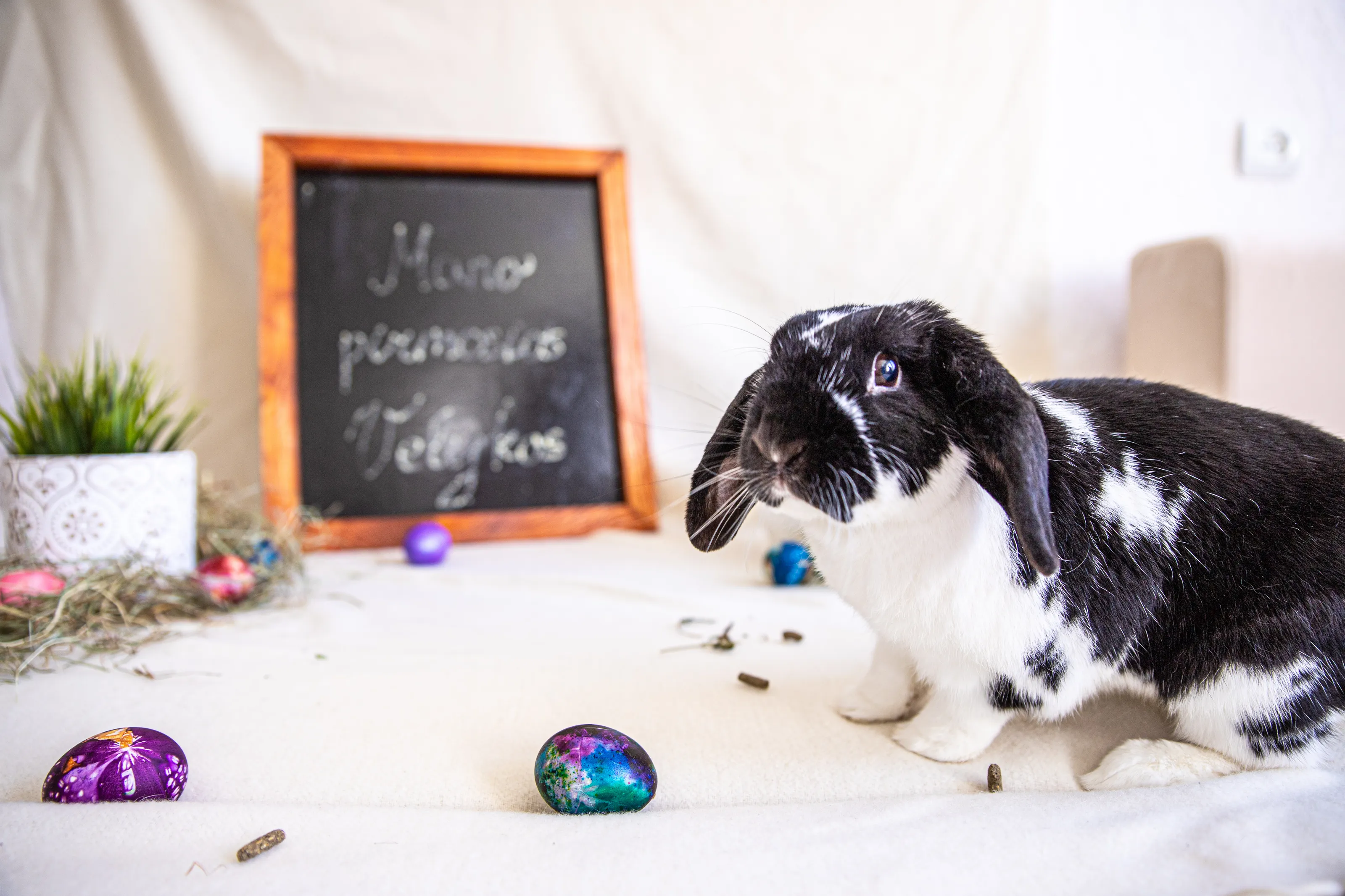 Pet Rabbits