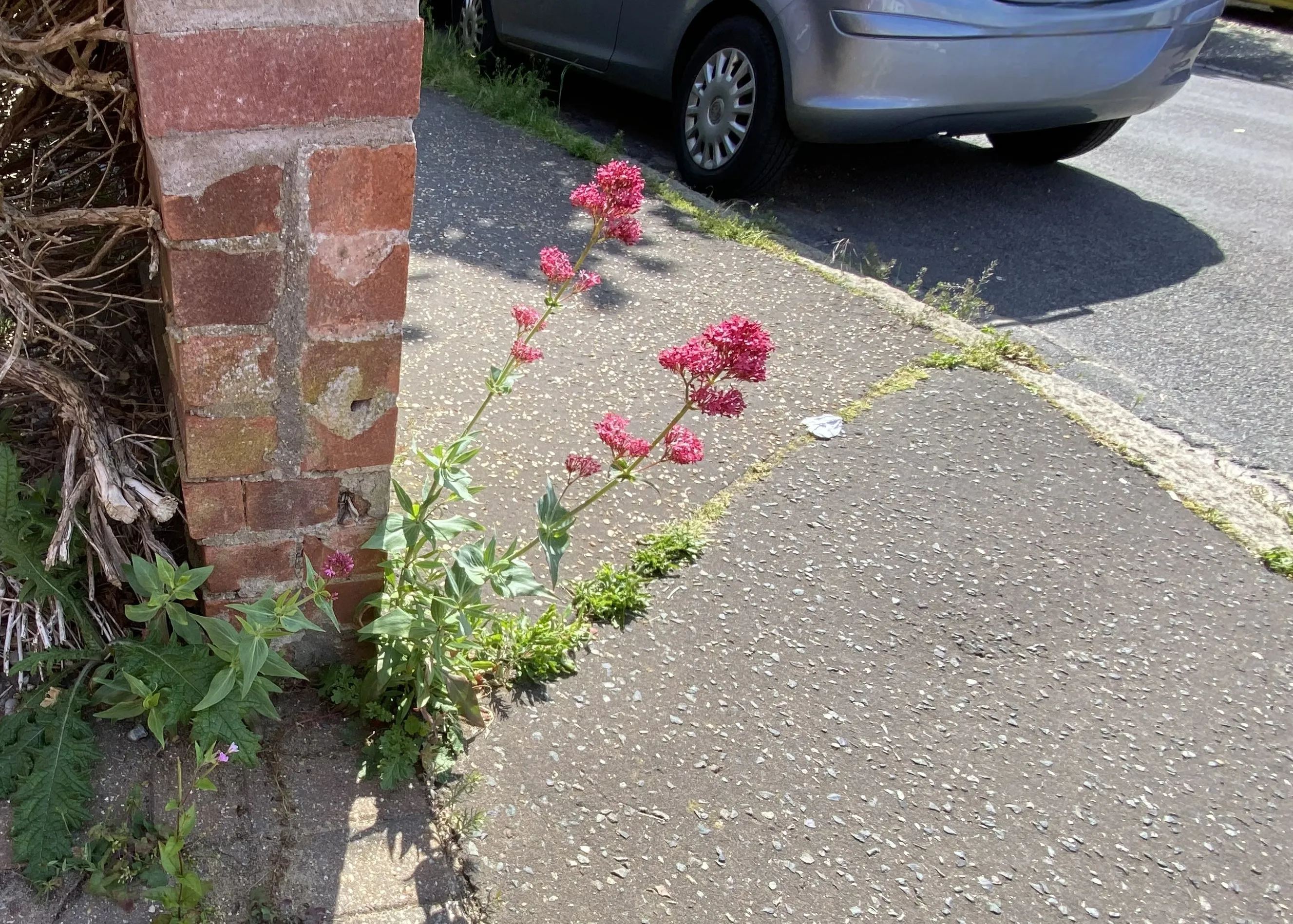 Flowers Growing Naturally in Walls and Pavements