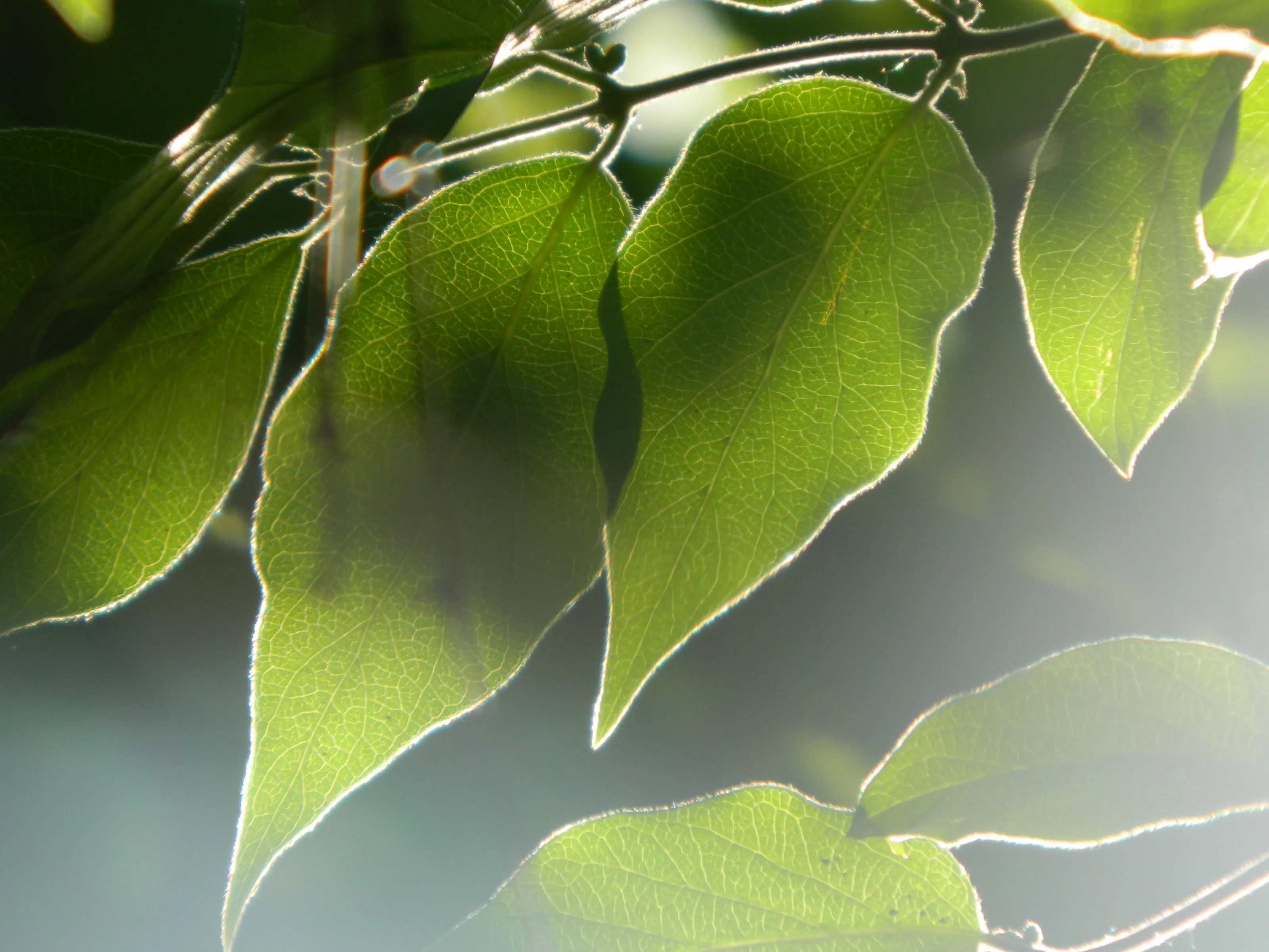 Leaves in Warm Sunlight