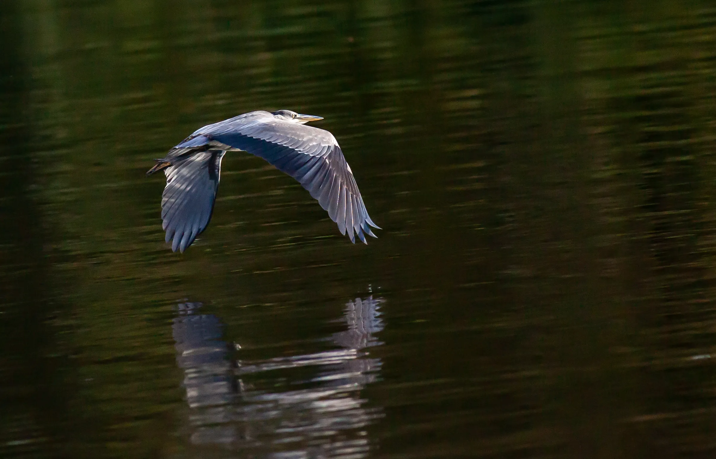 Herons With Their Wings Open
