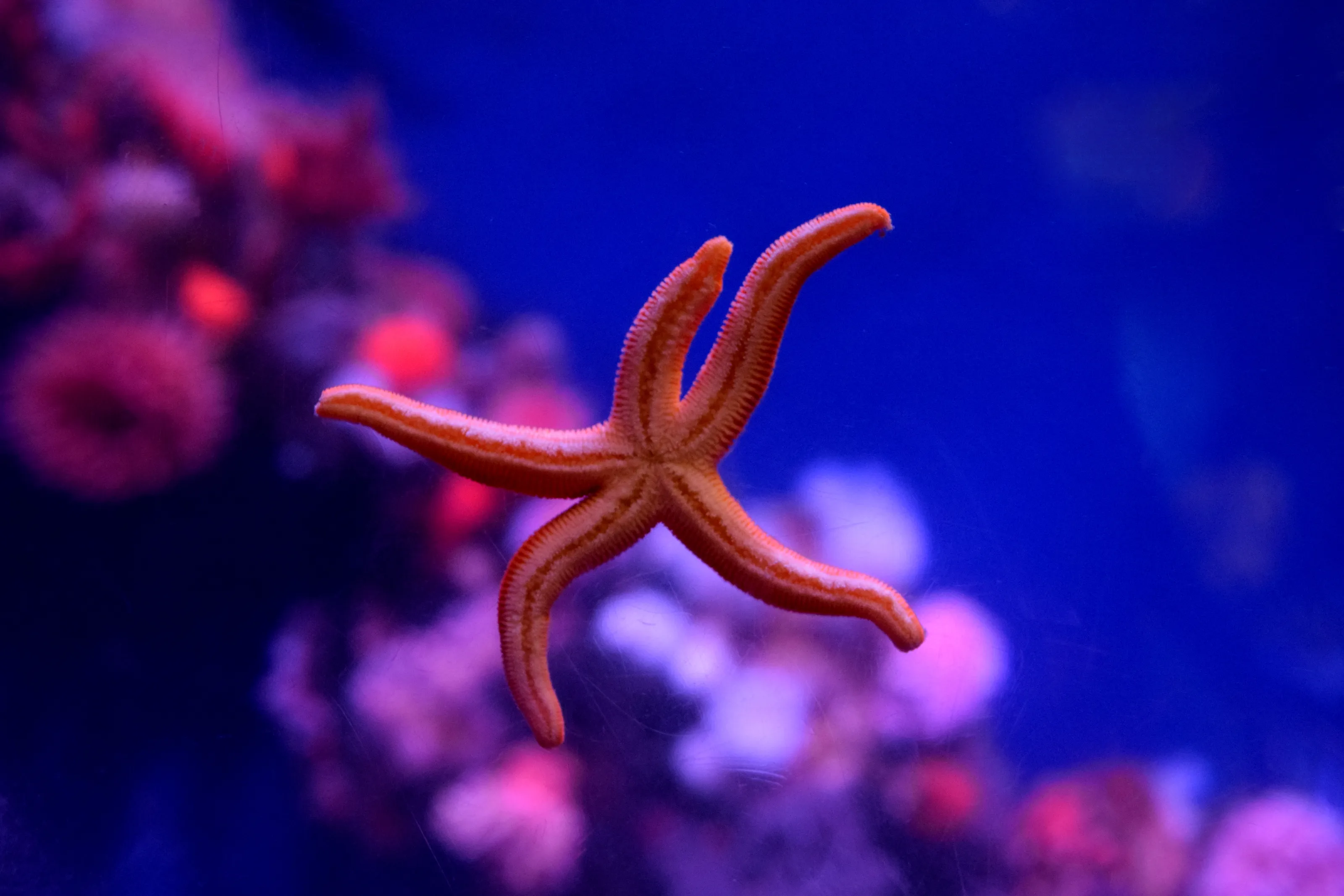 Starfish